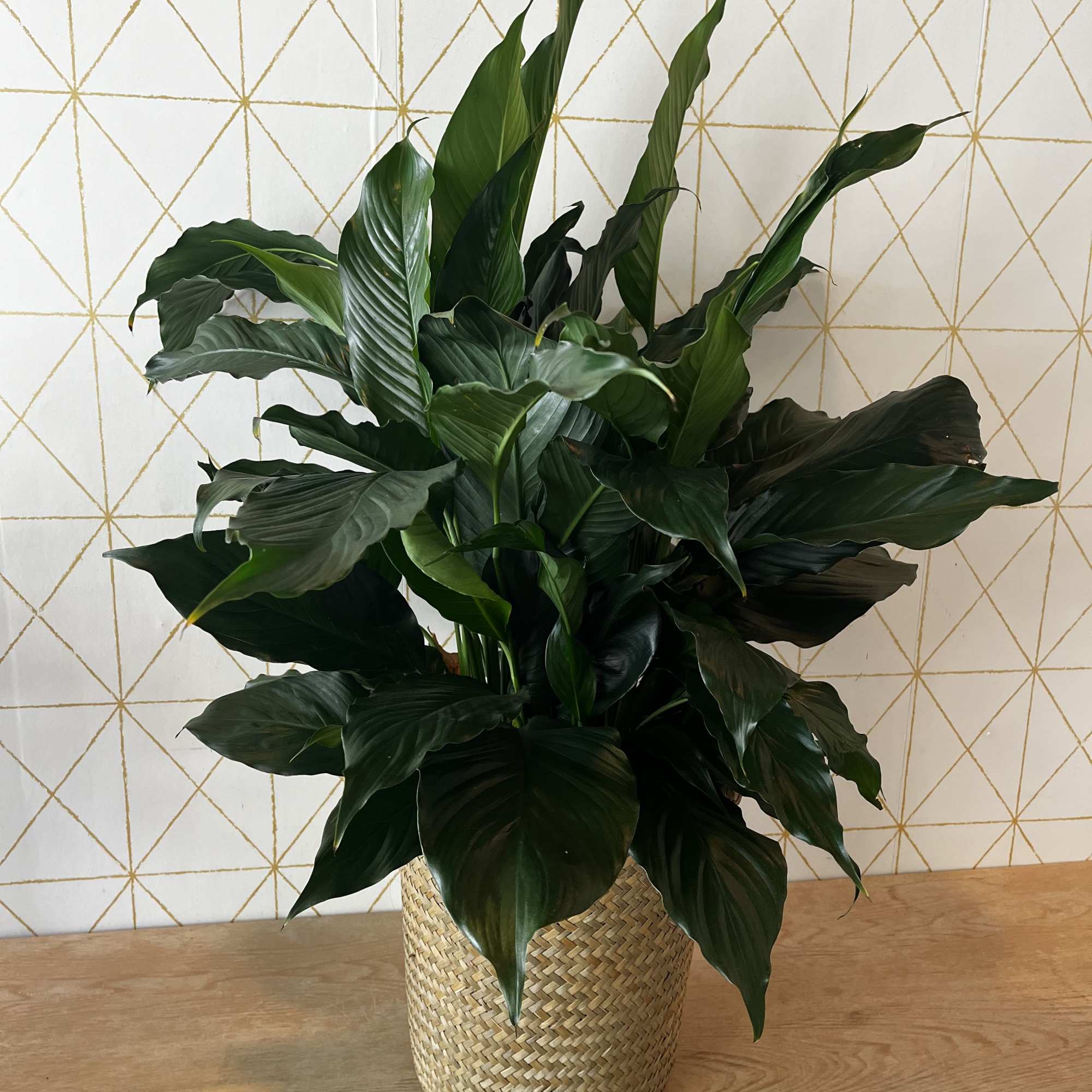 A lush green potted plant in a woven basket planter