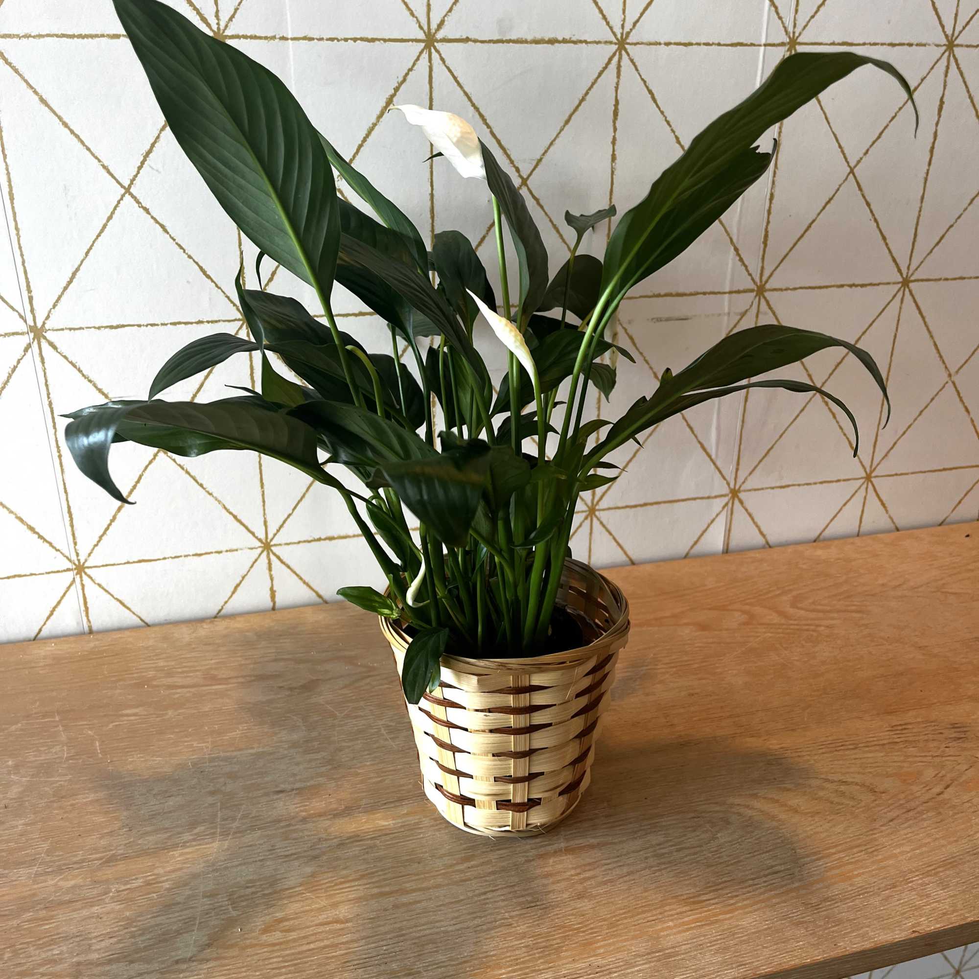 Potted peace lily with white blooms in a woven basket