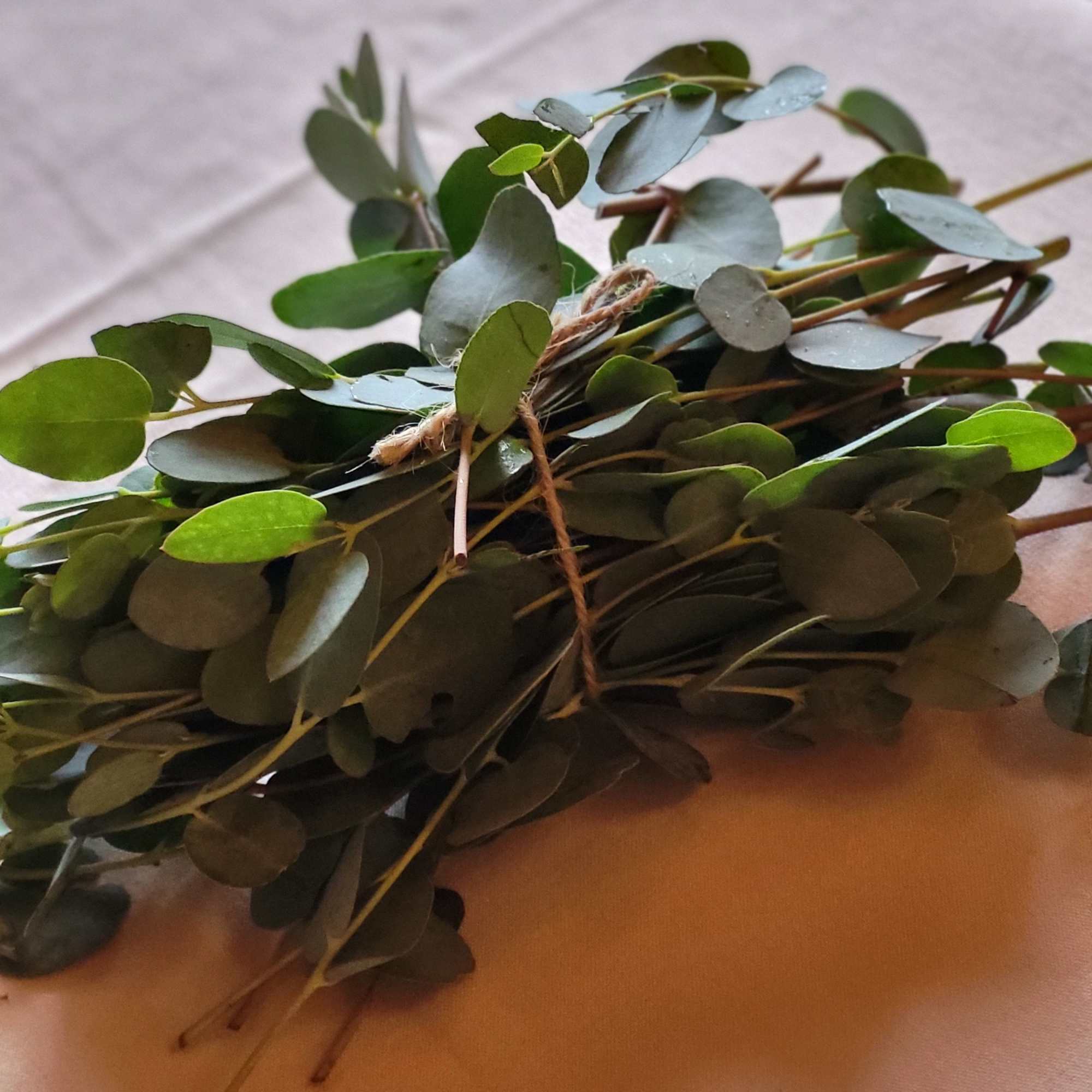 Bundle of eucalyptus stems tied with twine