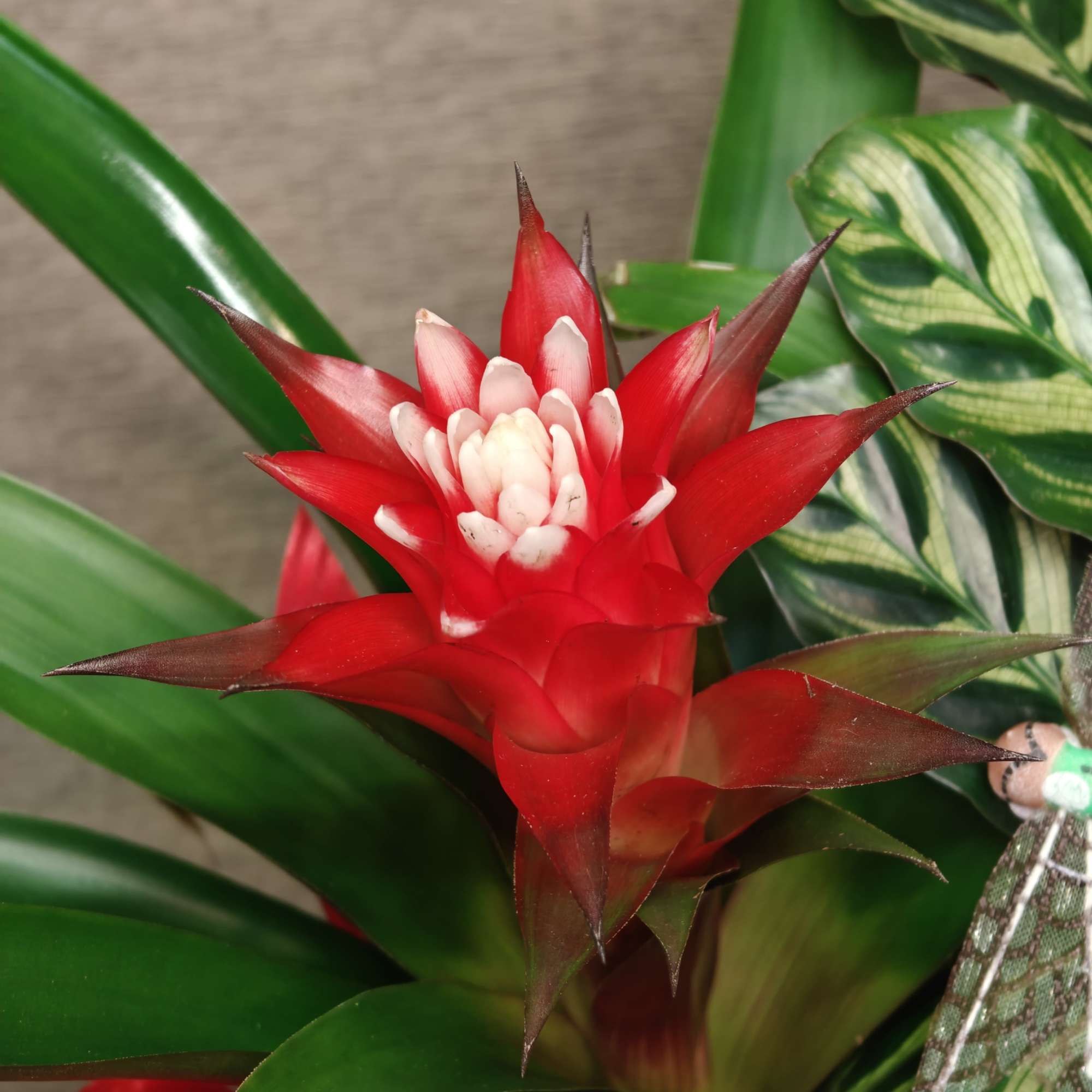 Red bromeliad-style flowering plant with green tropical leaves and a decorative butterfly accent.