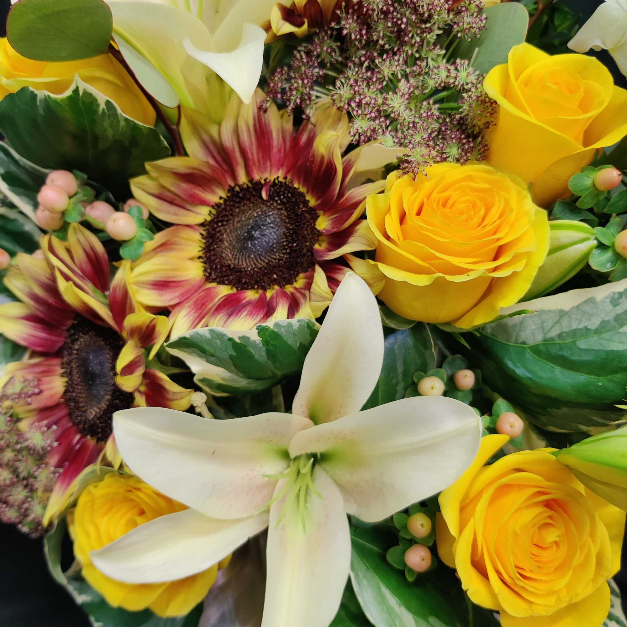 Mahogany sunflowers have a SHORT season, and may be substituted for another, photo 3 of 4