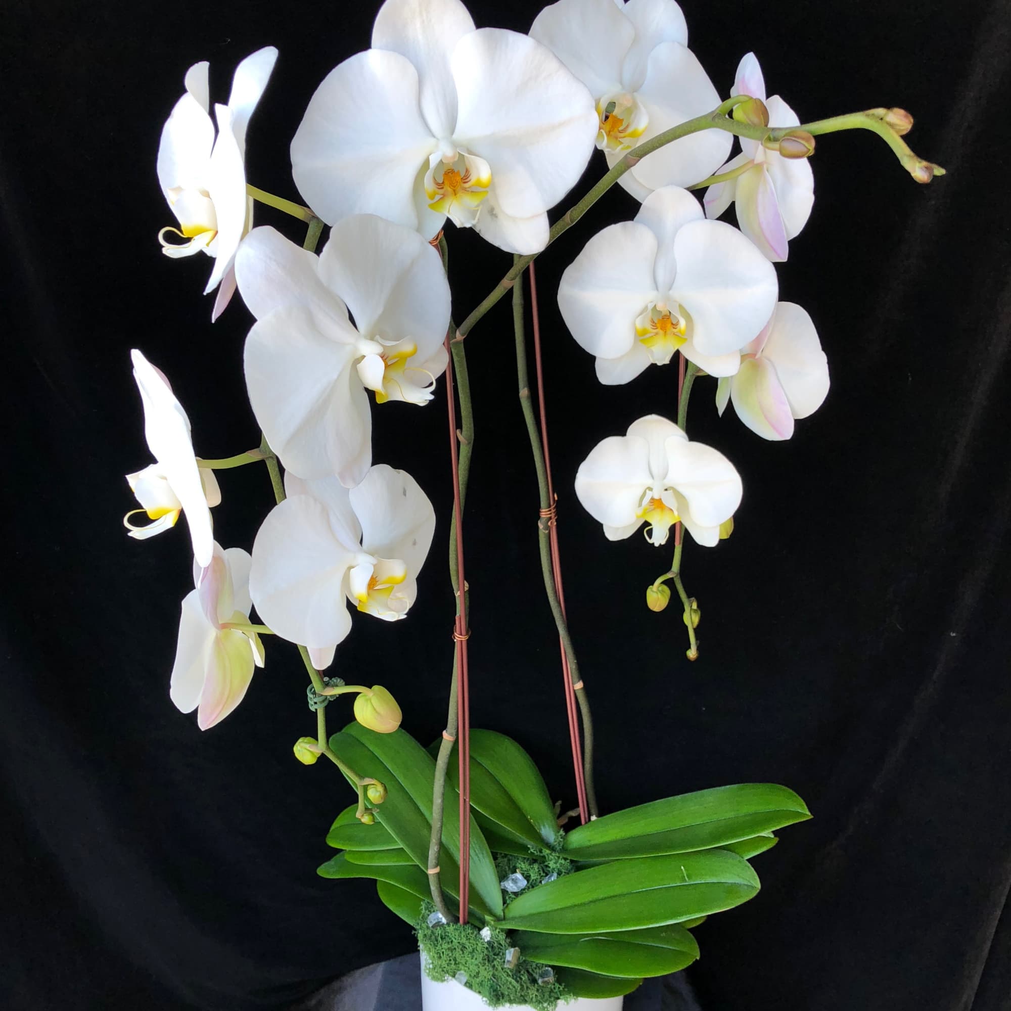 Two beautiful phalaenopsis orchids potted in your choice of clear glass with