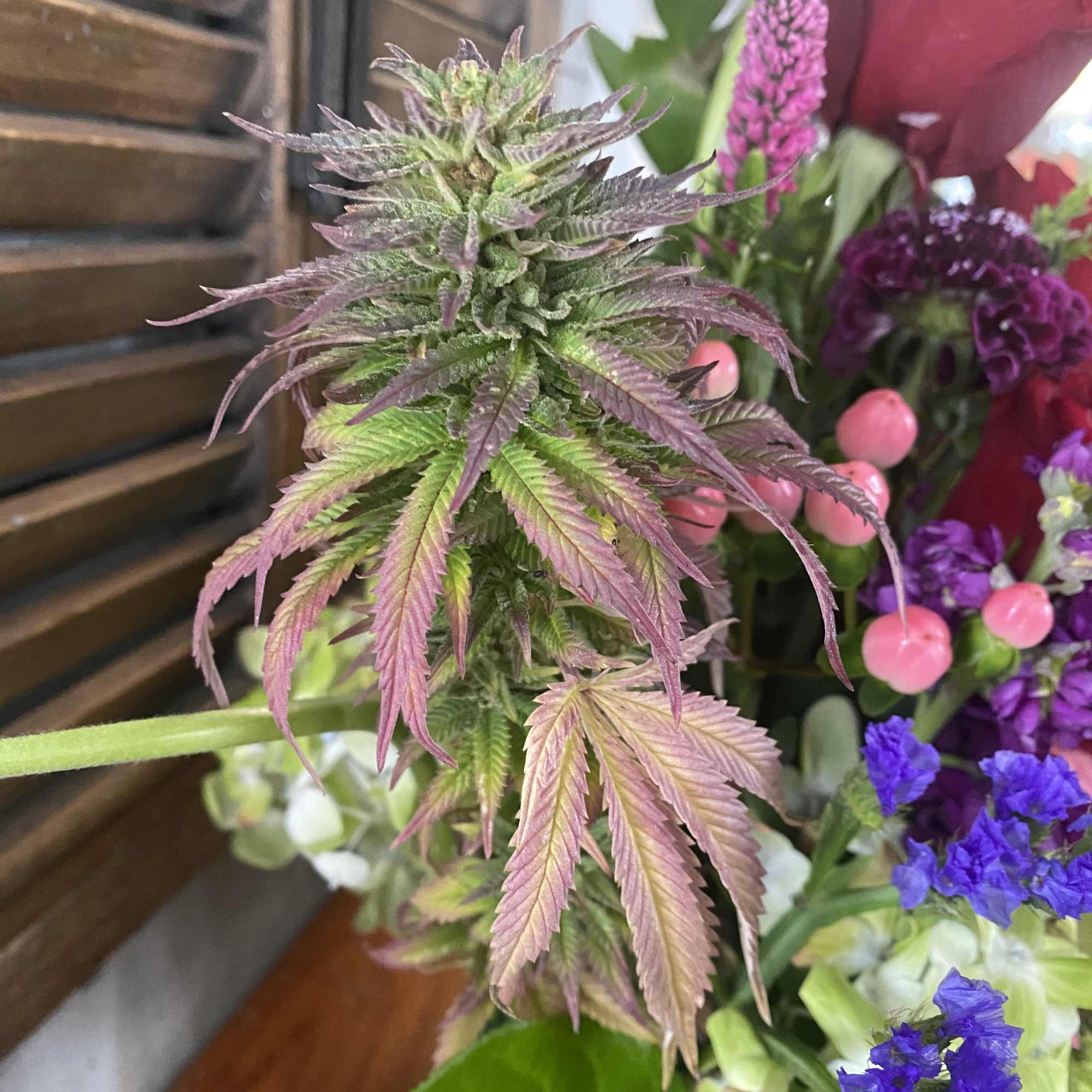 Bouquet with a cannabis-like plant stem and purple flowers
