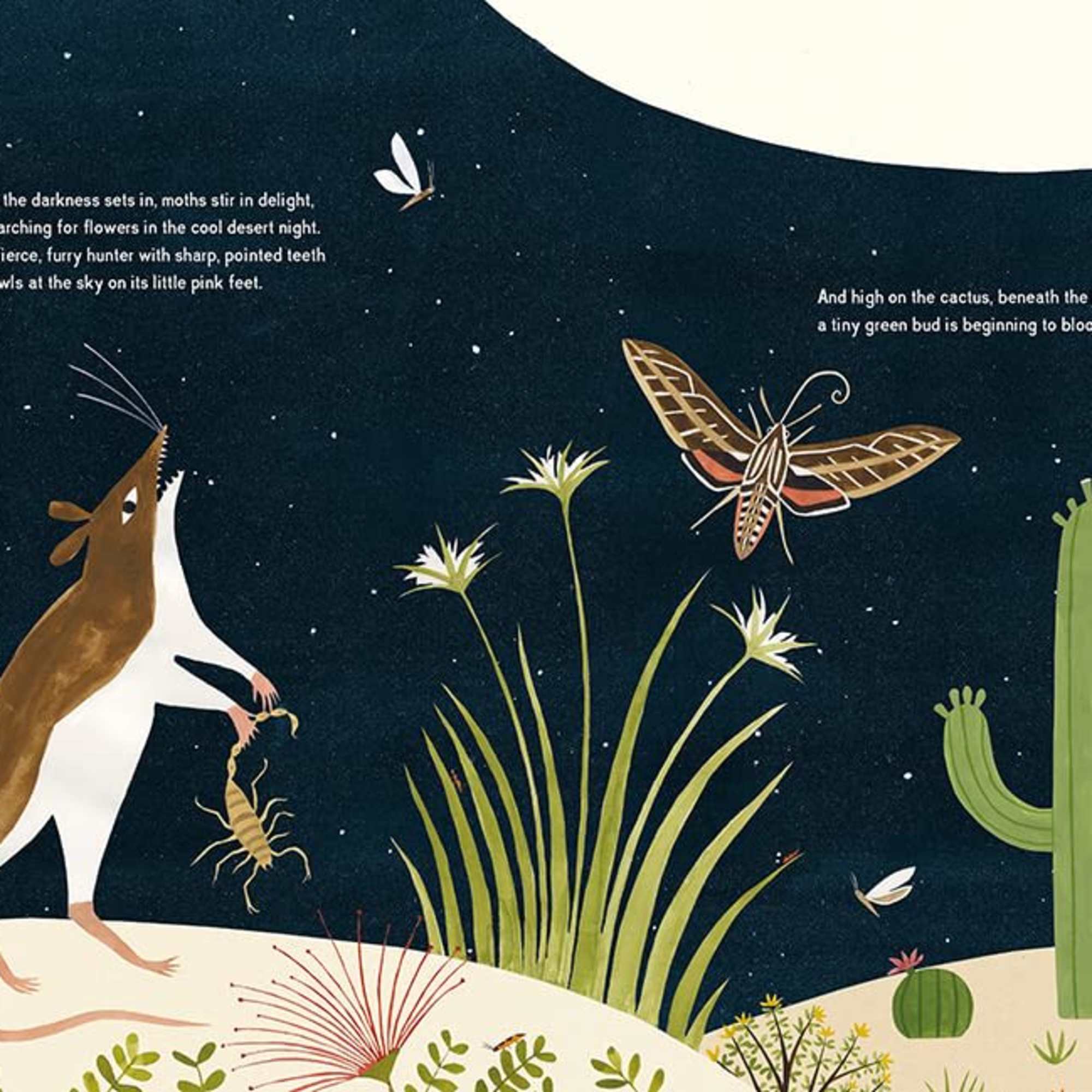 Night Flower: Blooming Cactus, beautiful nonfiction picture book., photo 2 of 2