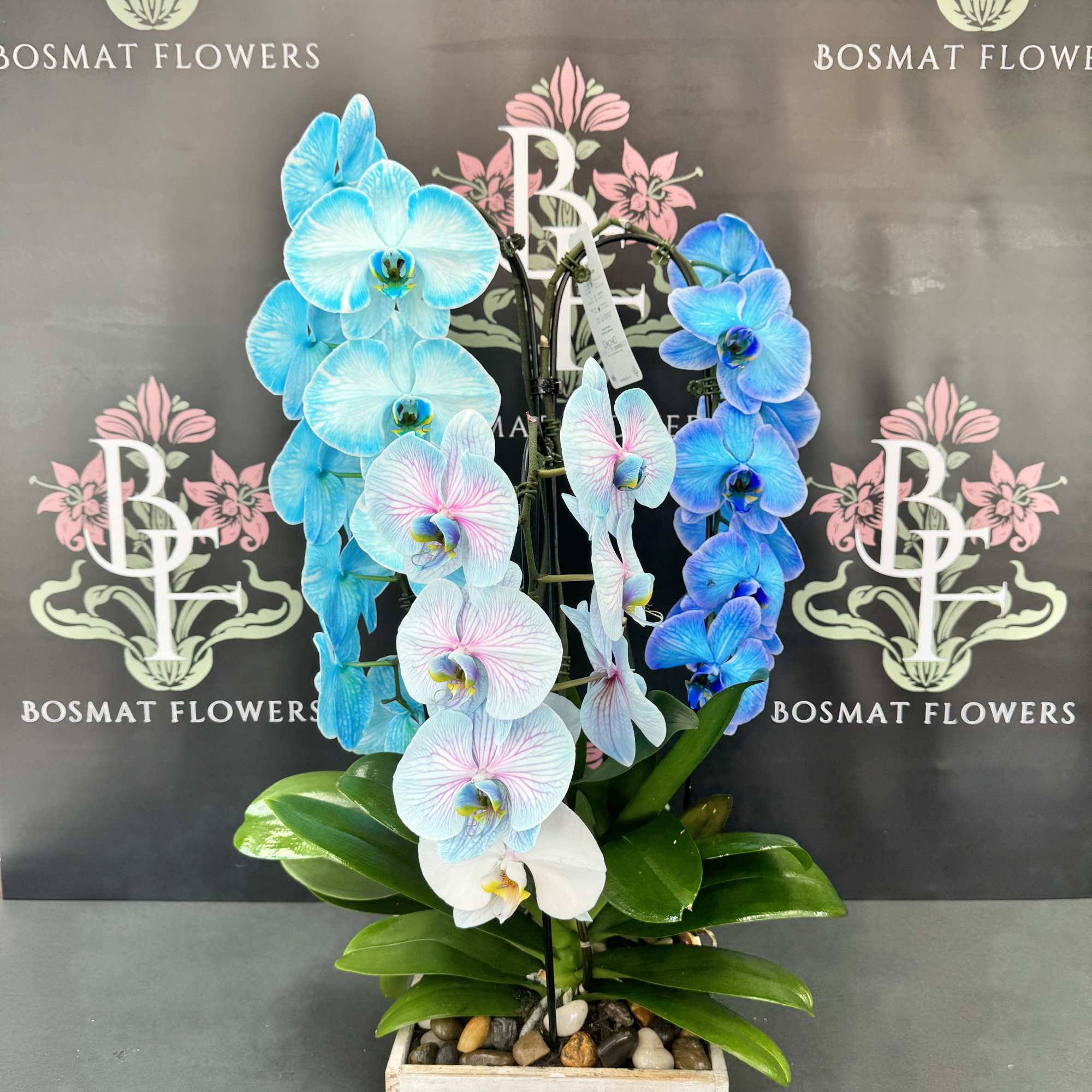 Potted orchid arrangement with blue and white blooms in a wooden planter