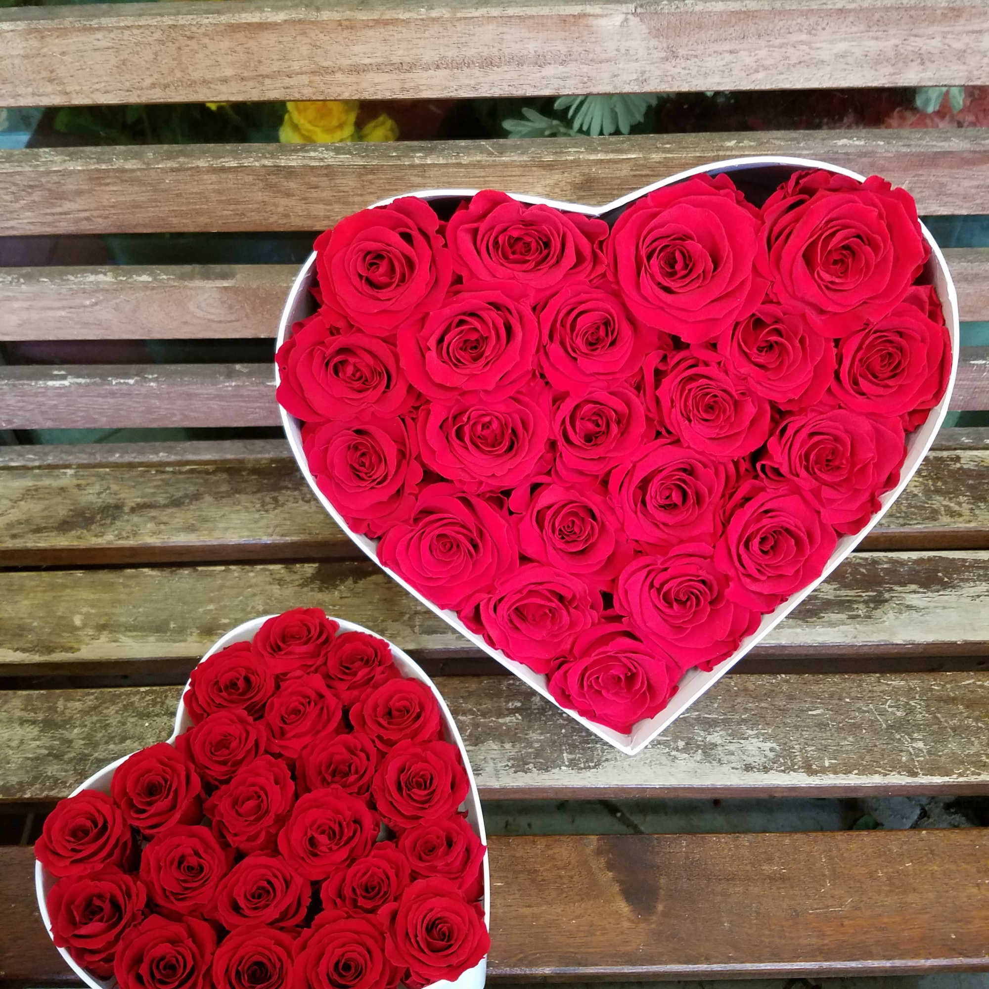 Two heart-shaped boxes filled with red roses on a wooden bench
