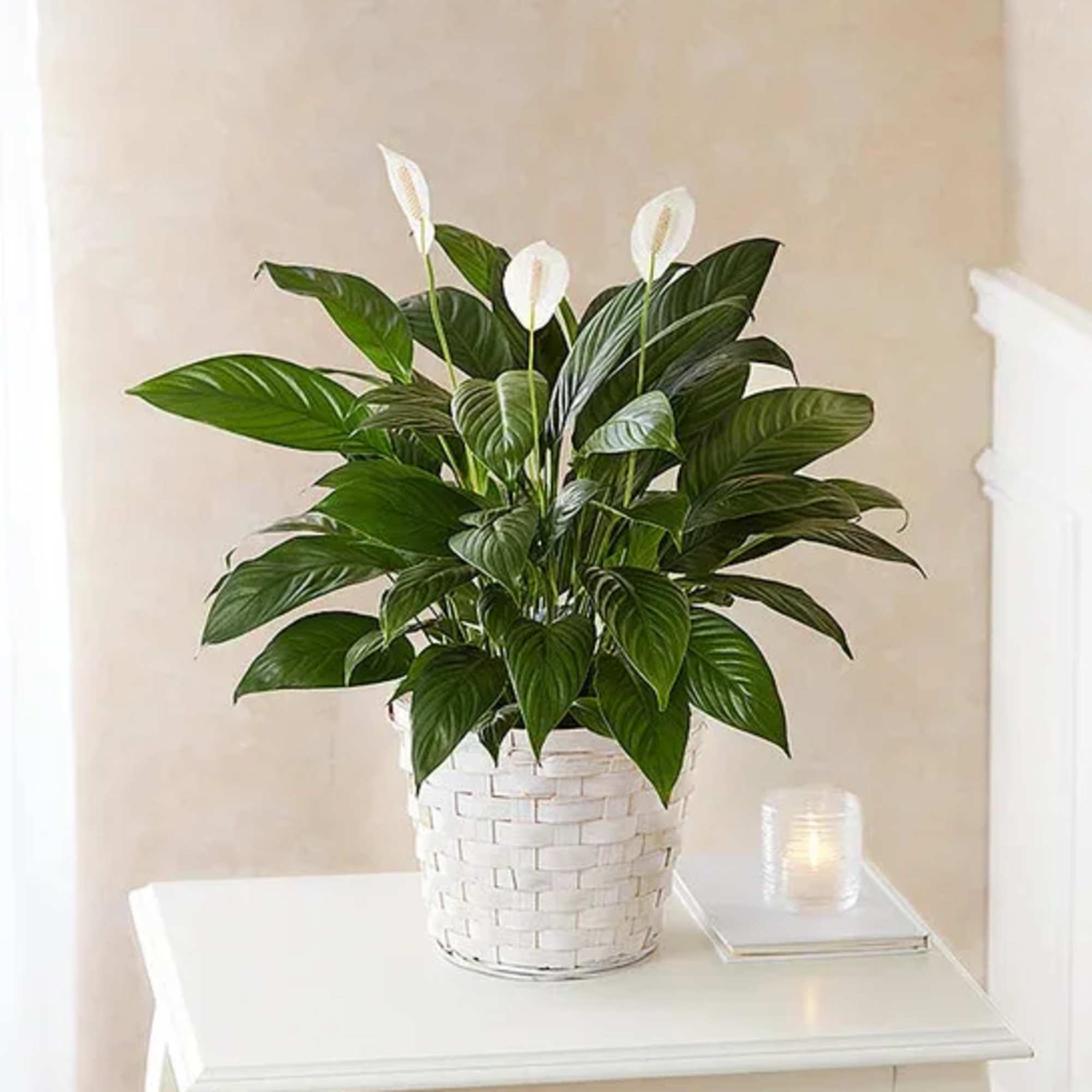 Bring calm, natural beauty into your space with the classic 6" Peace