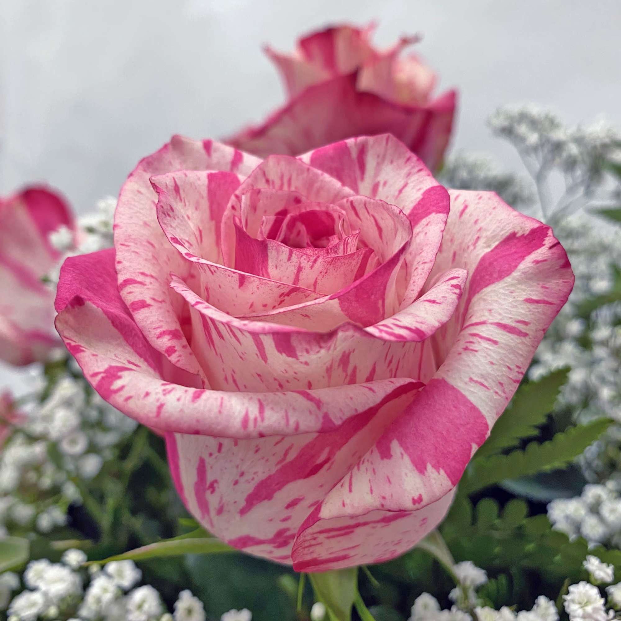 Close-up of a pink and white striped rose surrounded by tiny white filler flowers.
