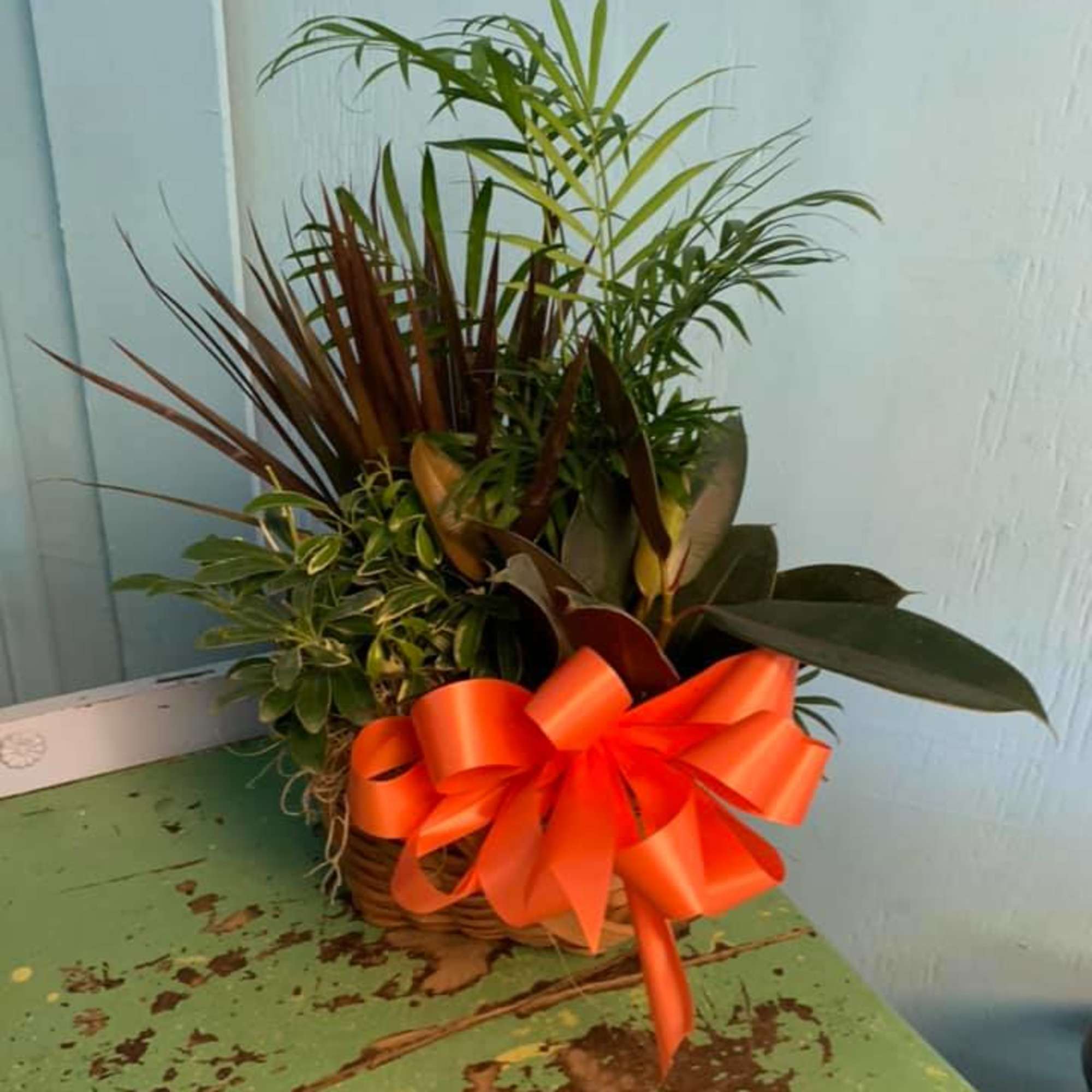 Basket of assorted green plants with an orange ribbon bow