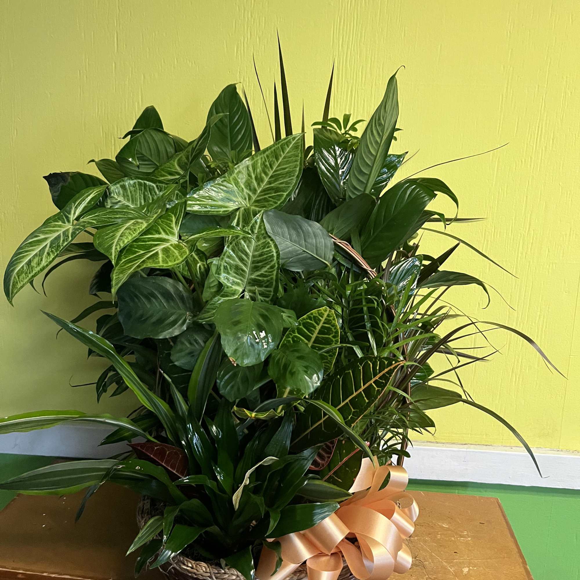 Basket of assorted green houseplants with a peach ribbon