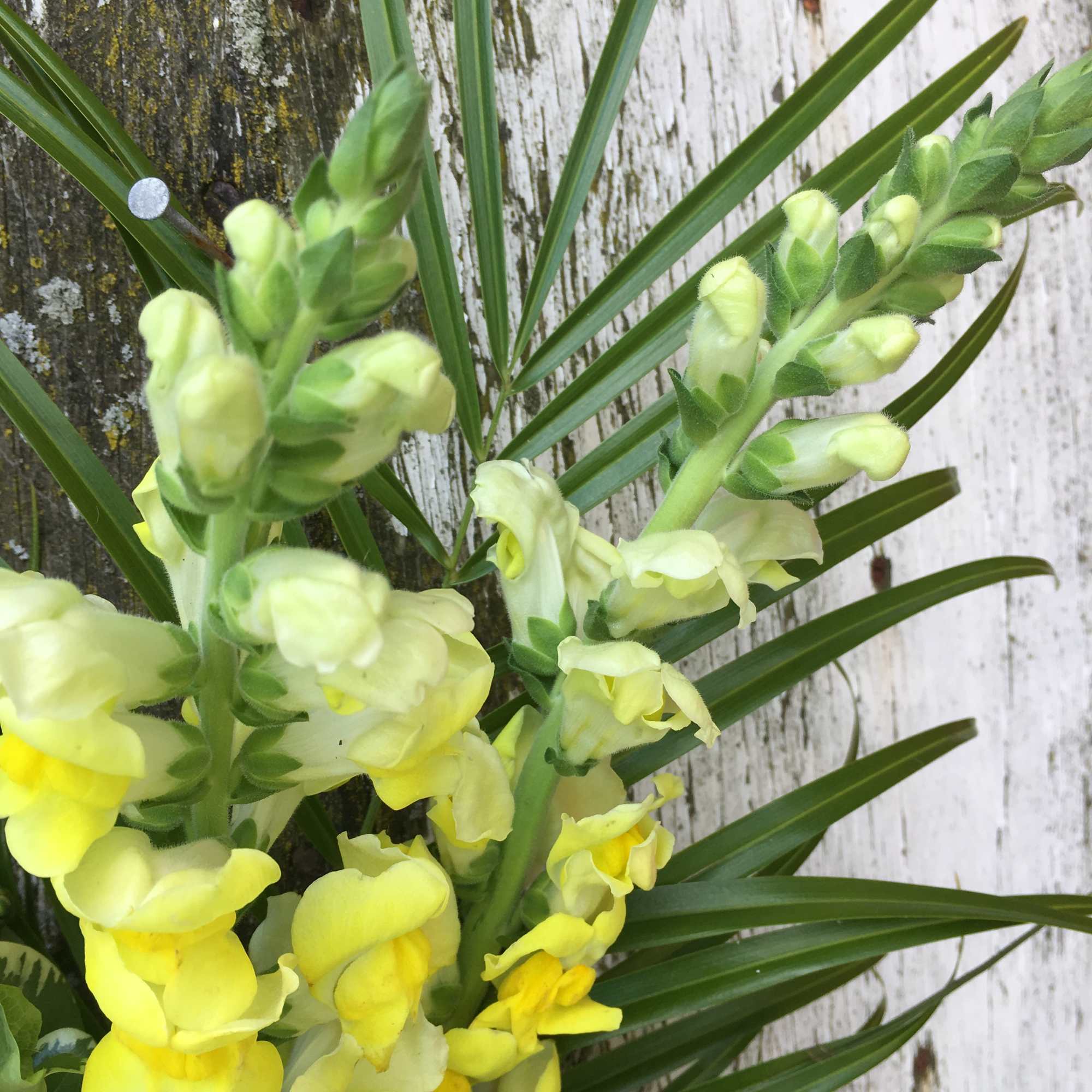 Yellow snapdragon blooms with long green leaves.