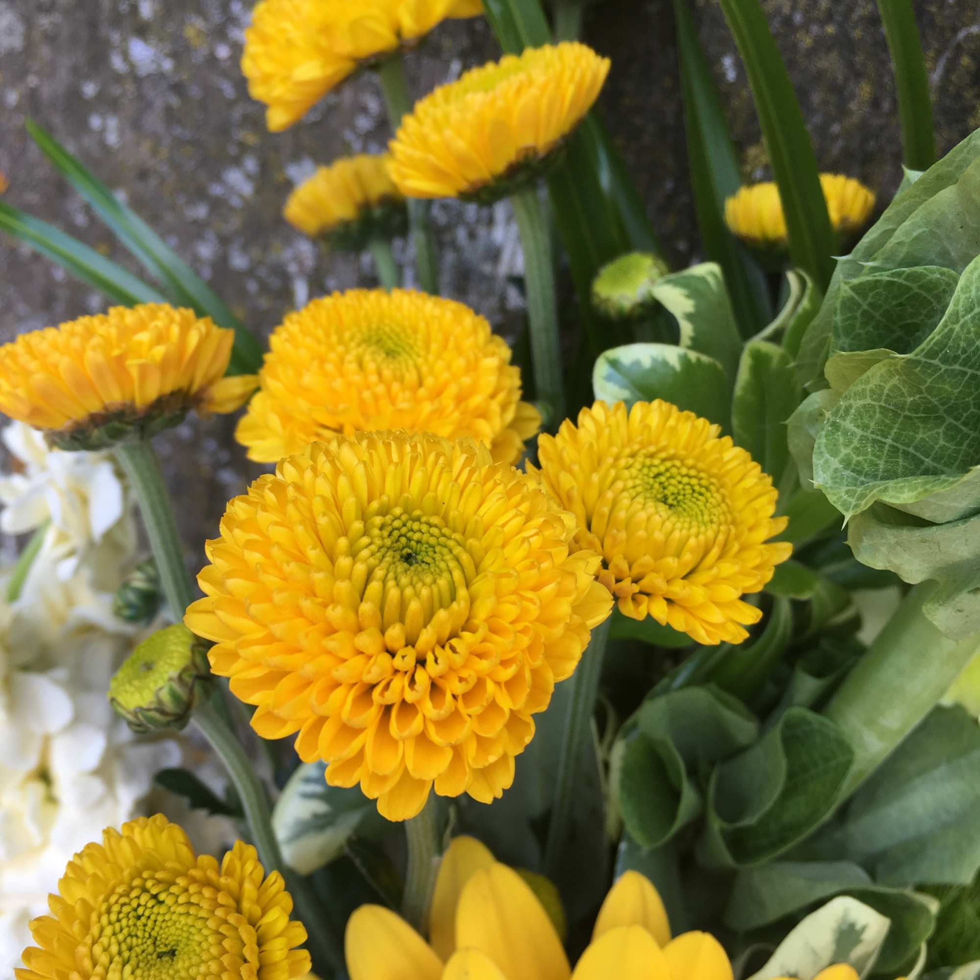 Yellow chrysanthemum blooms with green foliage in a close-up bouquet