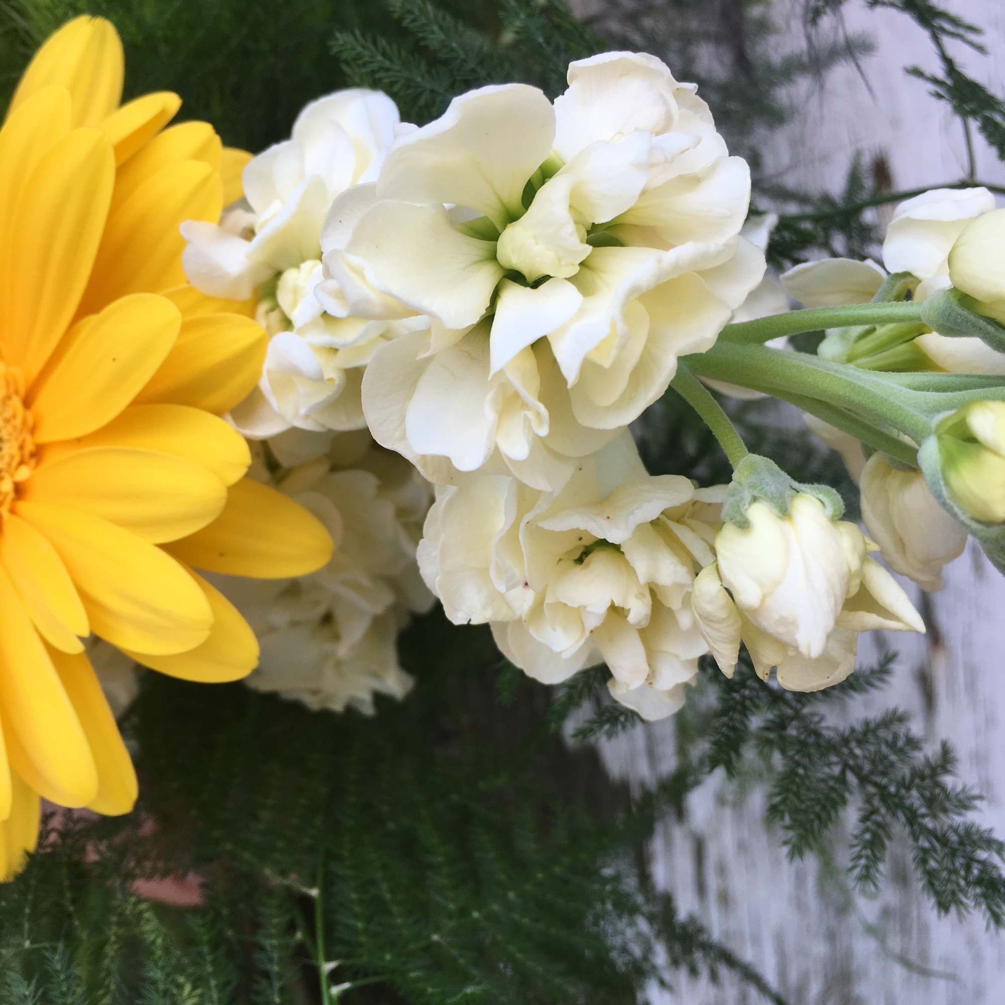 Yellow daisy and white stock flowers in a bouquet