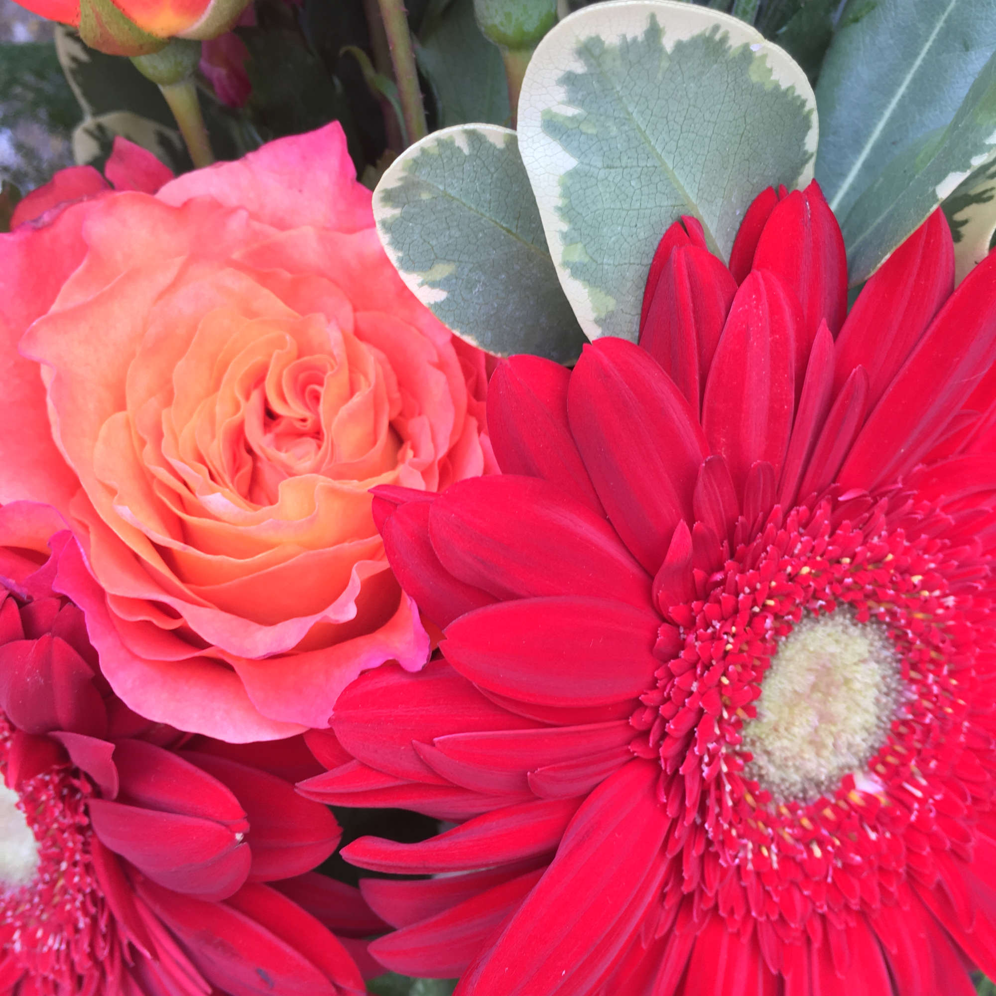 Close-up bouquet of pink roses and red gerbera daisies