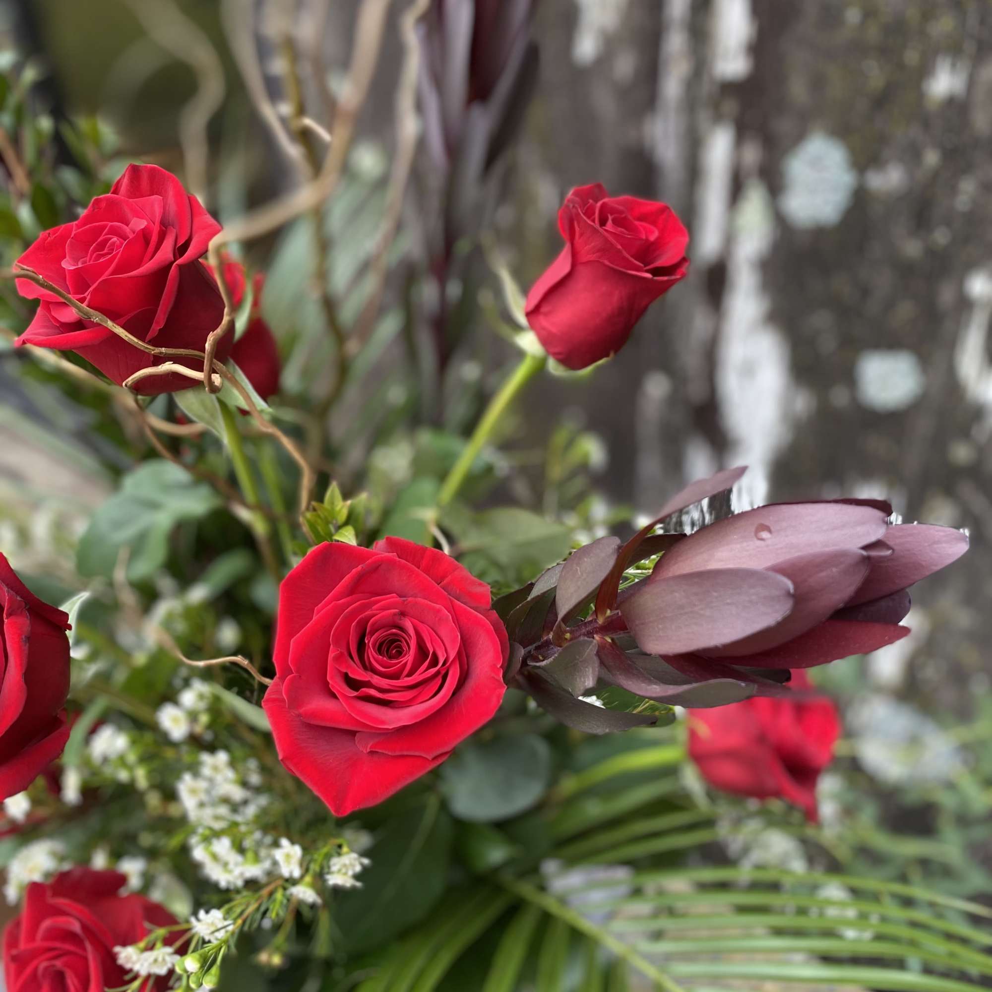 Red roses with burgundy foliage and white filler flowers