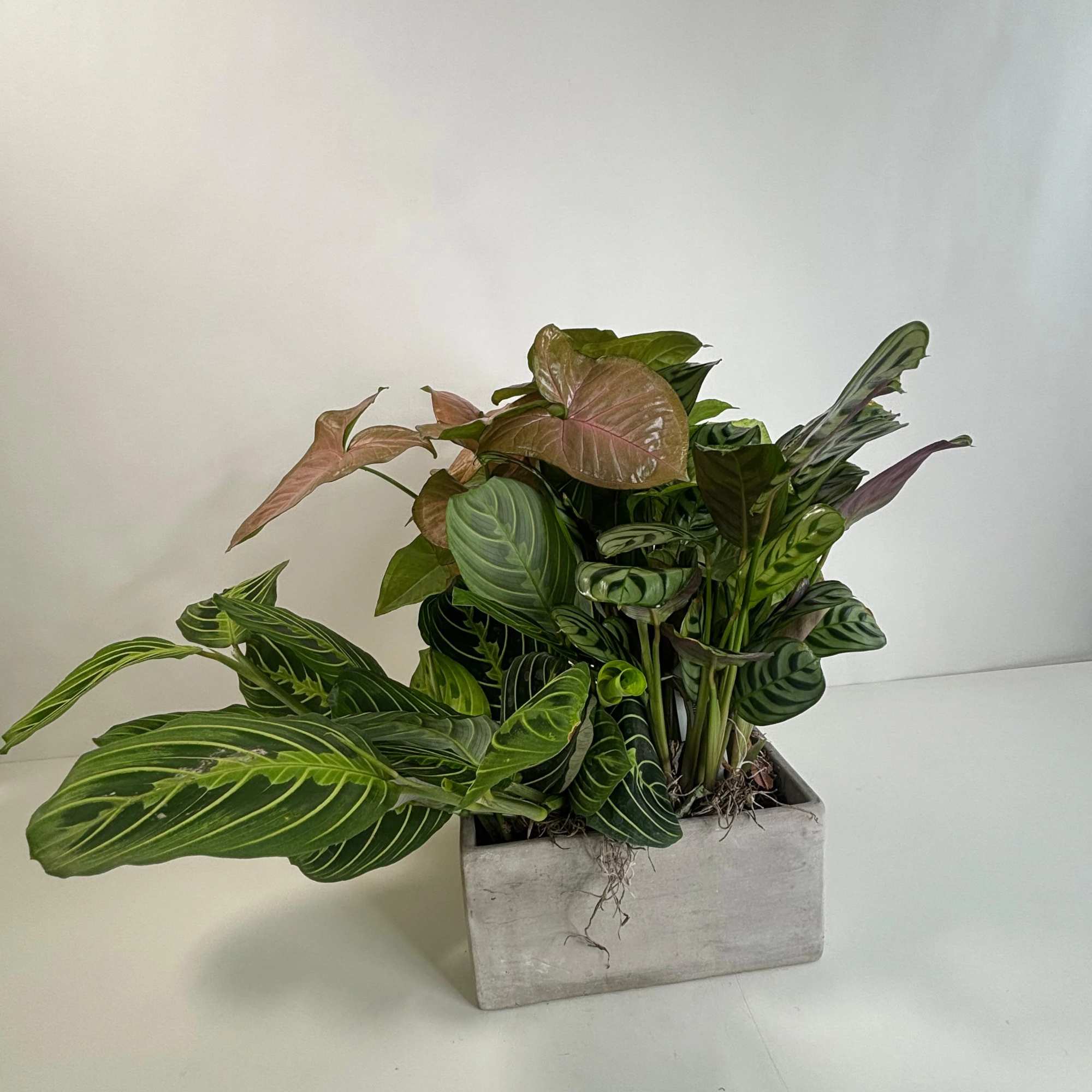 Mixed potted houseplants in a rectangular concrete planter