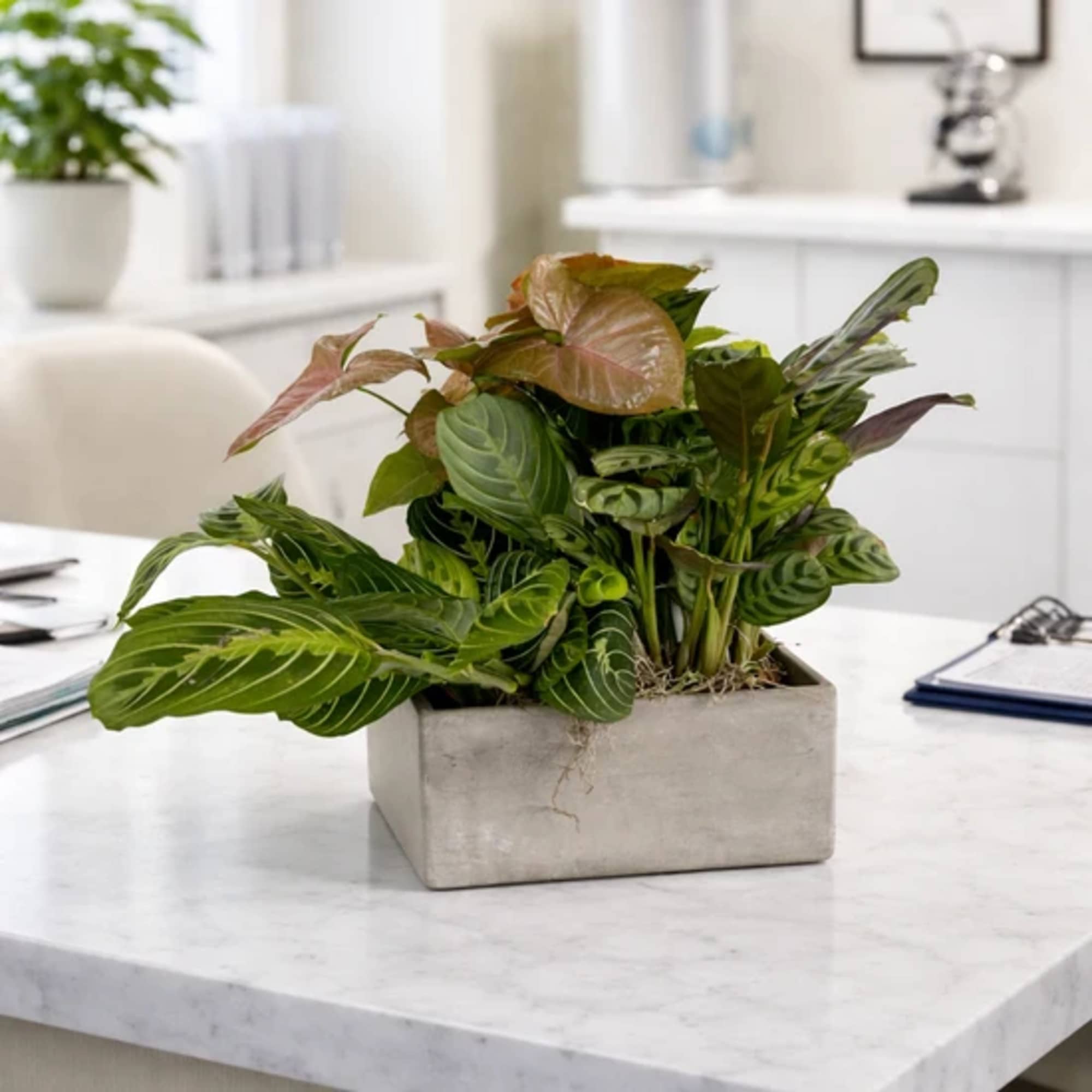 Potted green houseplant in a rectangular concrete planter
