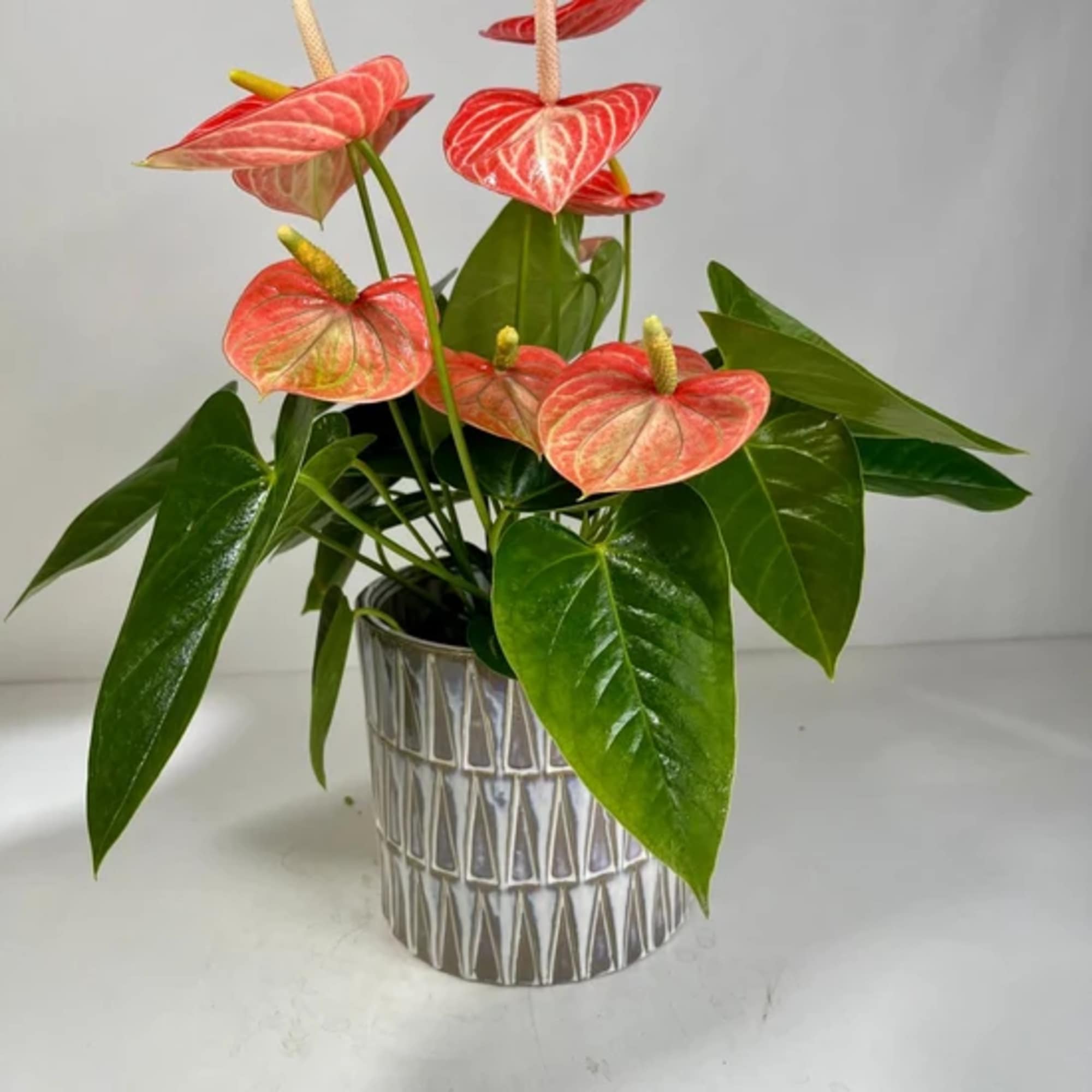 Potted anthurium plant with pink-red blooms in a patterned silver container