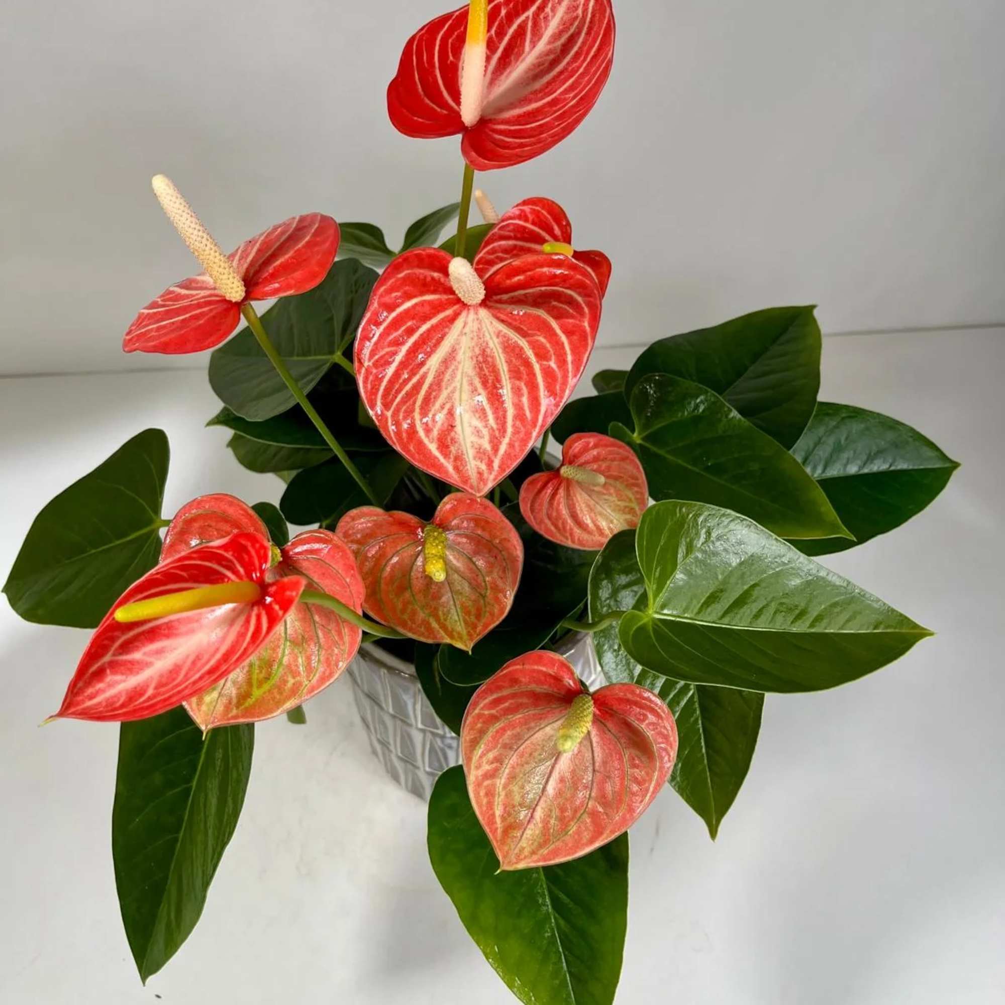 Potted anthurium plant with red heart-shaped blooms and glossy green leaves