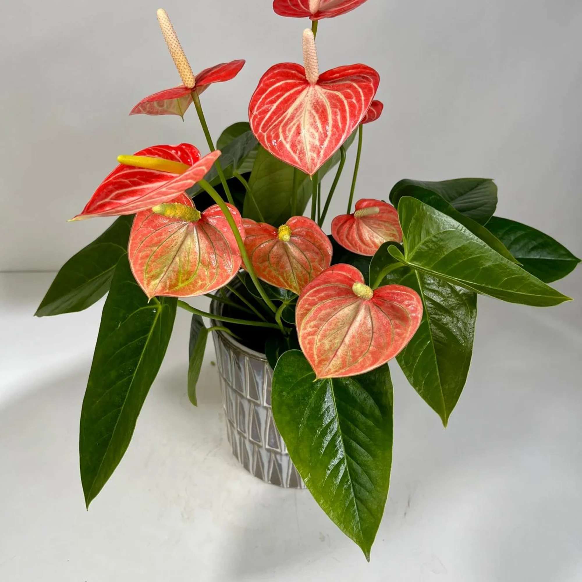 Potted anthurium plant with red spathes in a patterned container