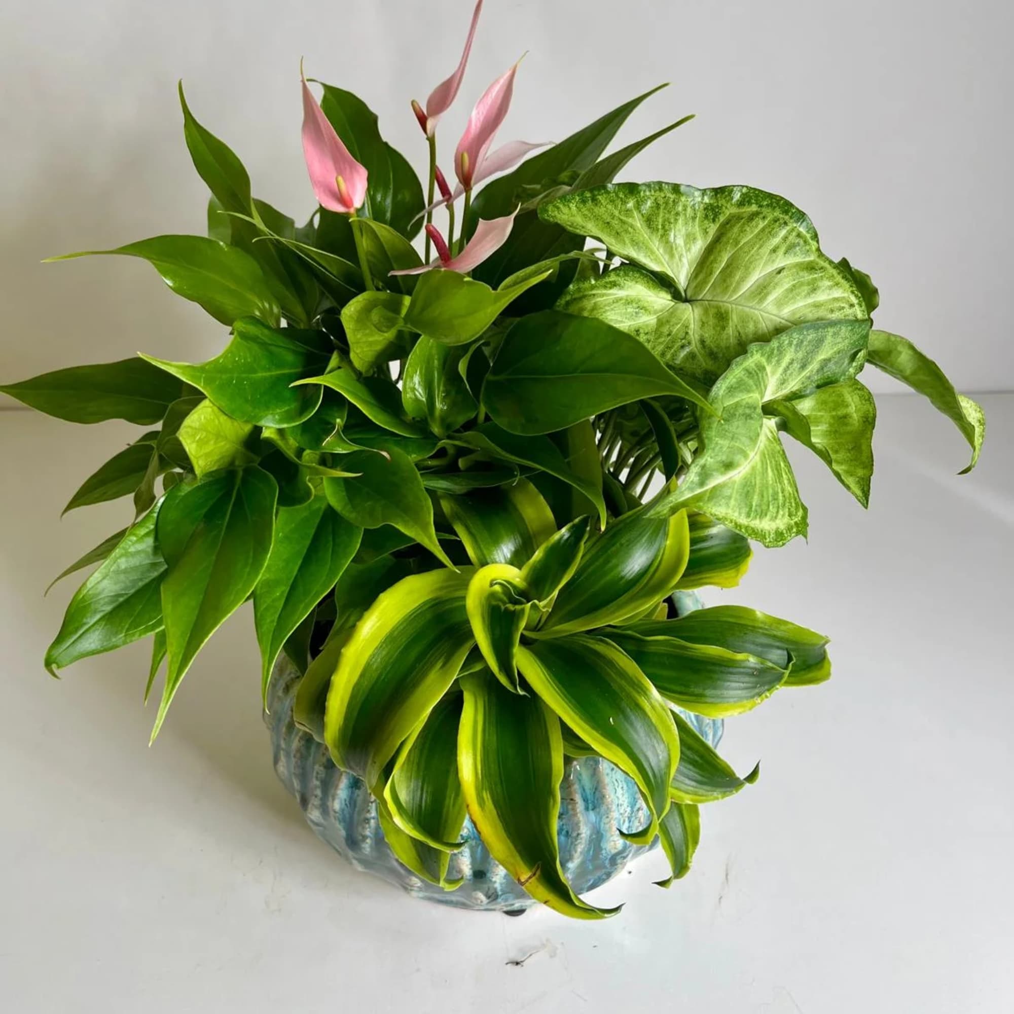Tropical plant arrangement with pink anthuriums in a blue ceramic pot