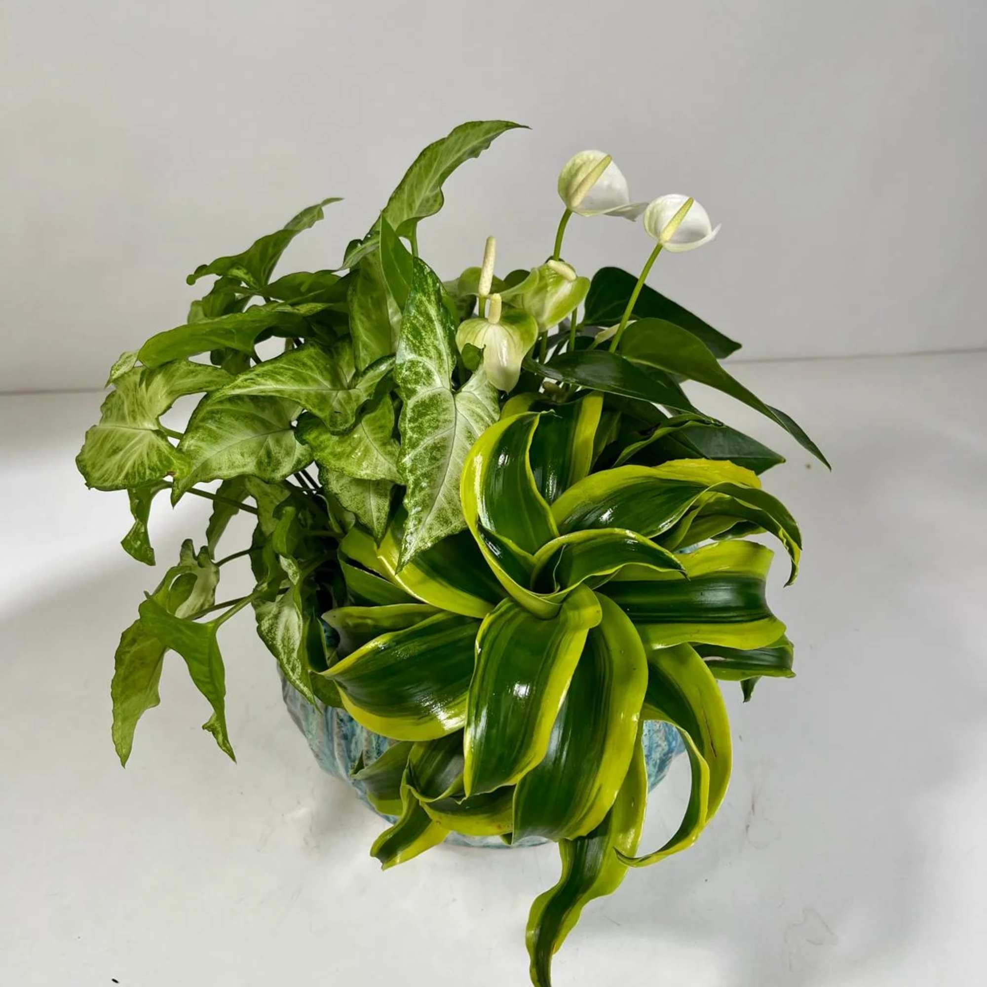 Potted green foliage plant with two small white blooms