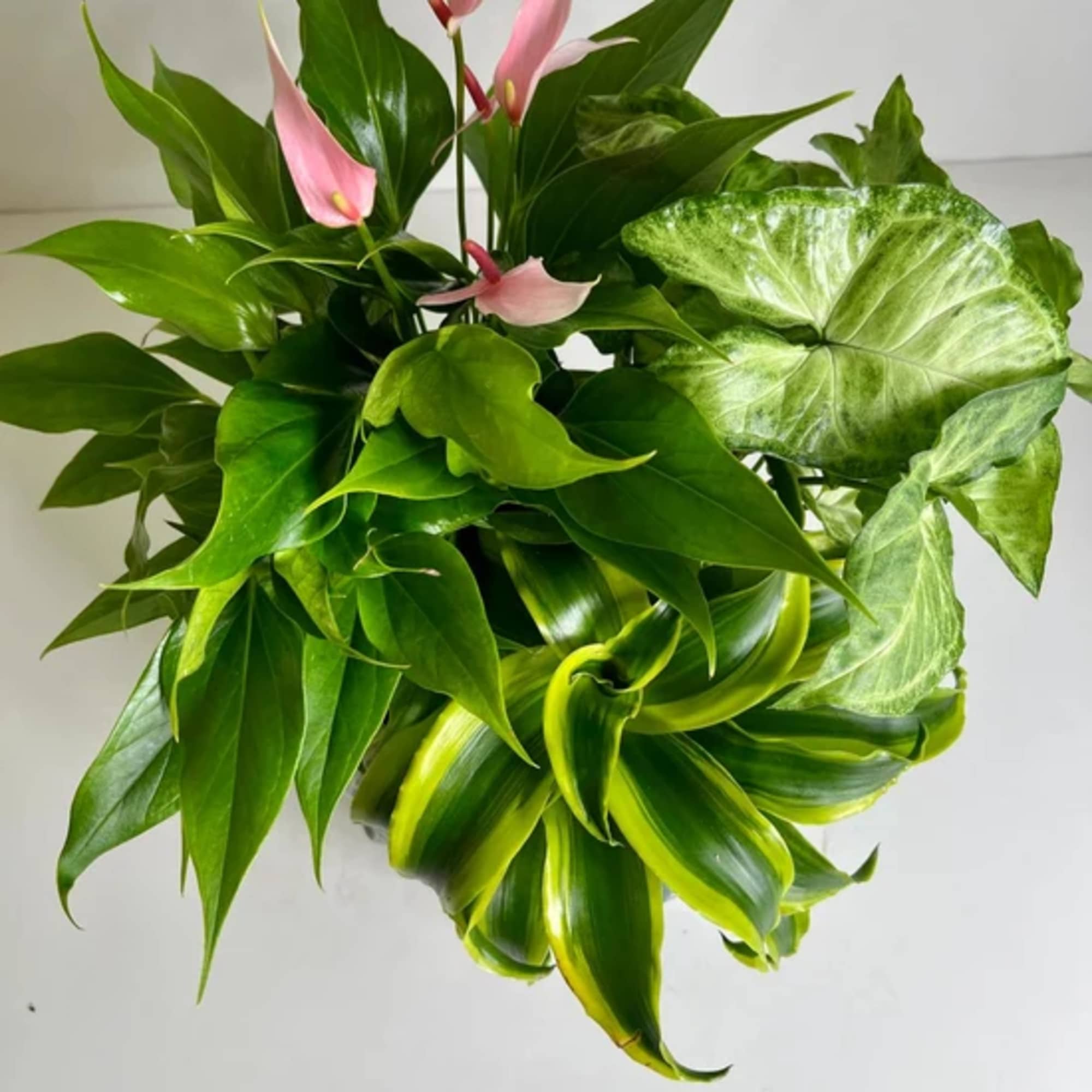 Tropical plant arrangement with pink anthurium blooms and glossy green foliage