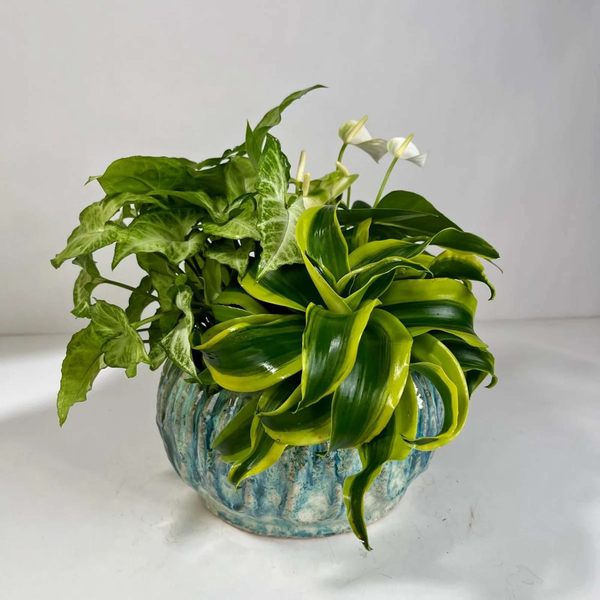 Potted green foliage arrangement in a blue ceramic planter