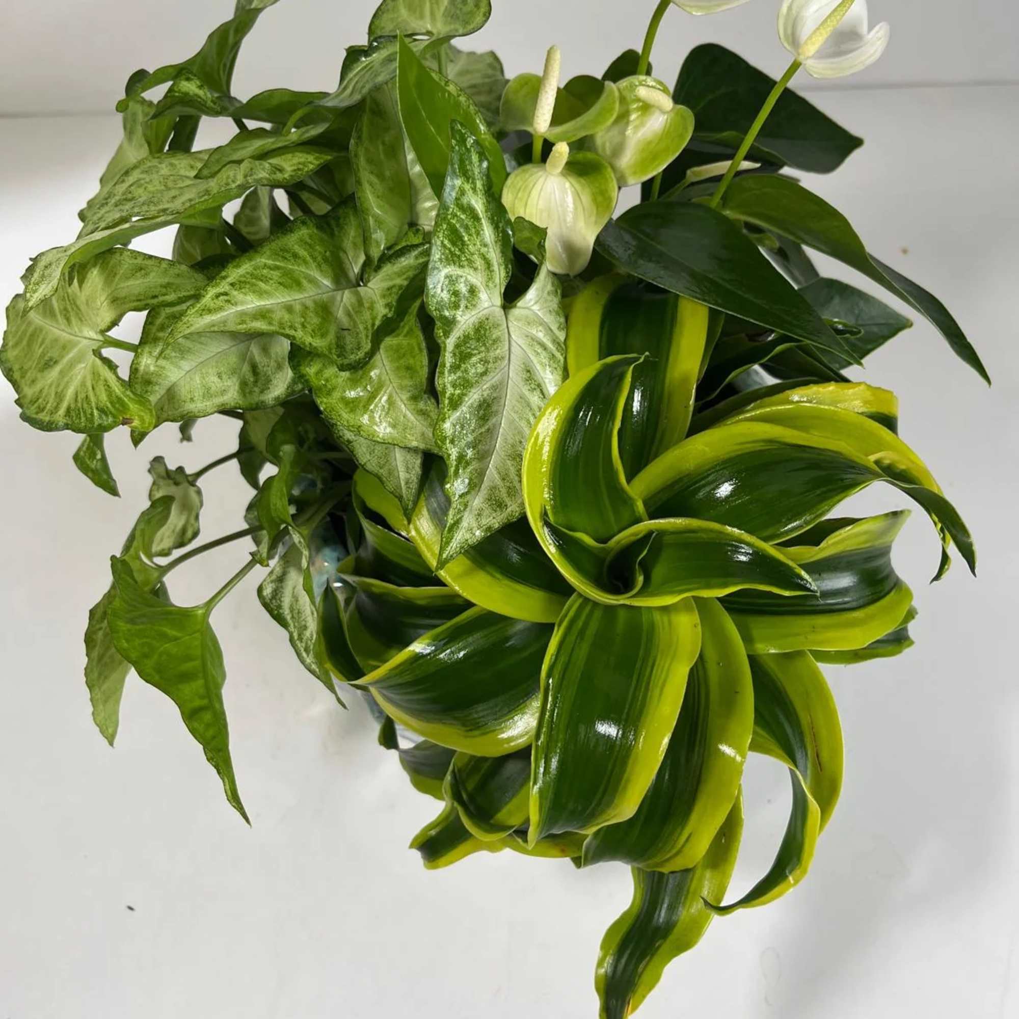 Green foliage arrangement with white anthurium blooms