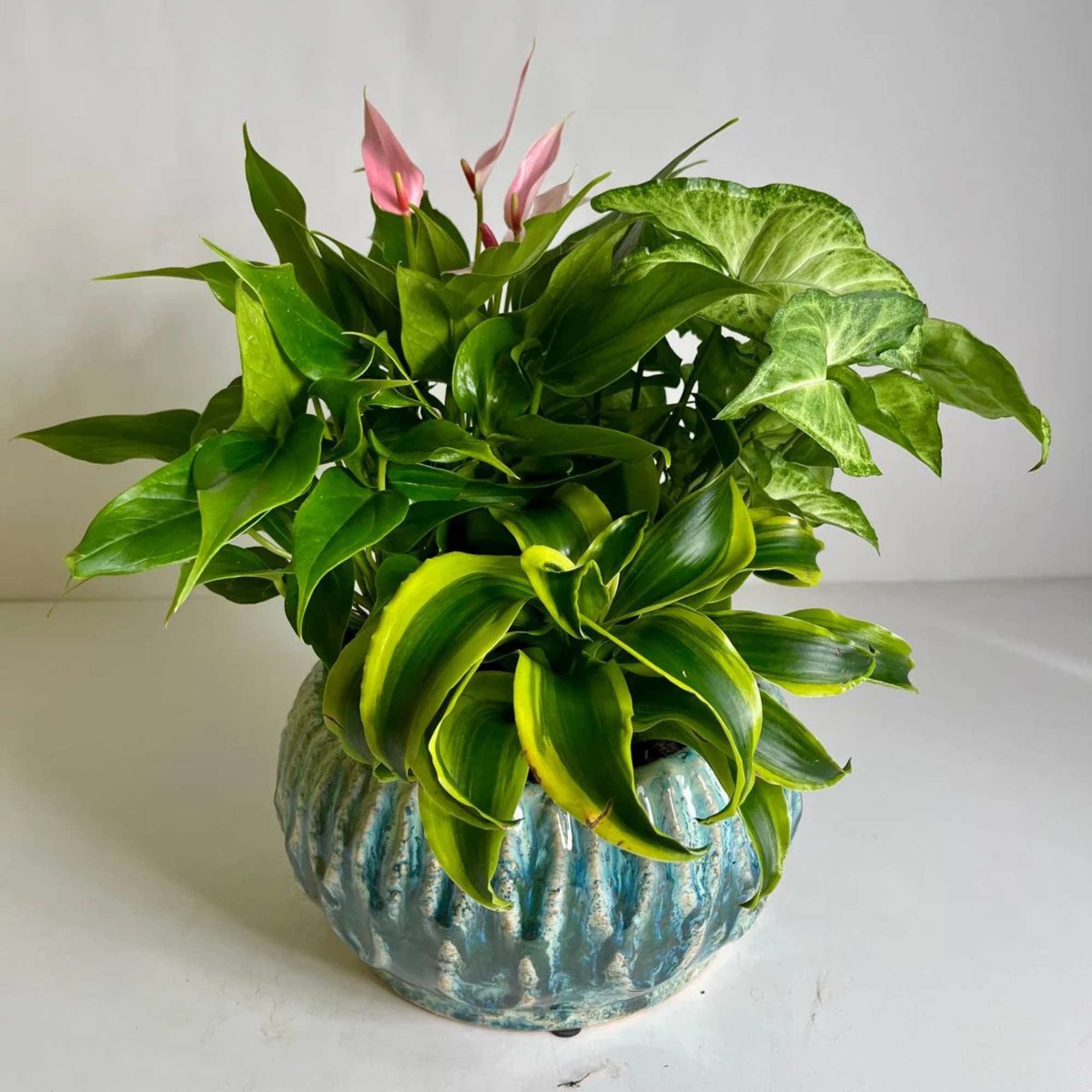 Potted green foliage arrangement with pink blooms in a blue ceramic planter