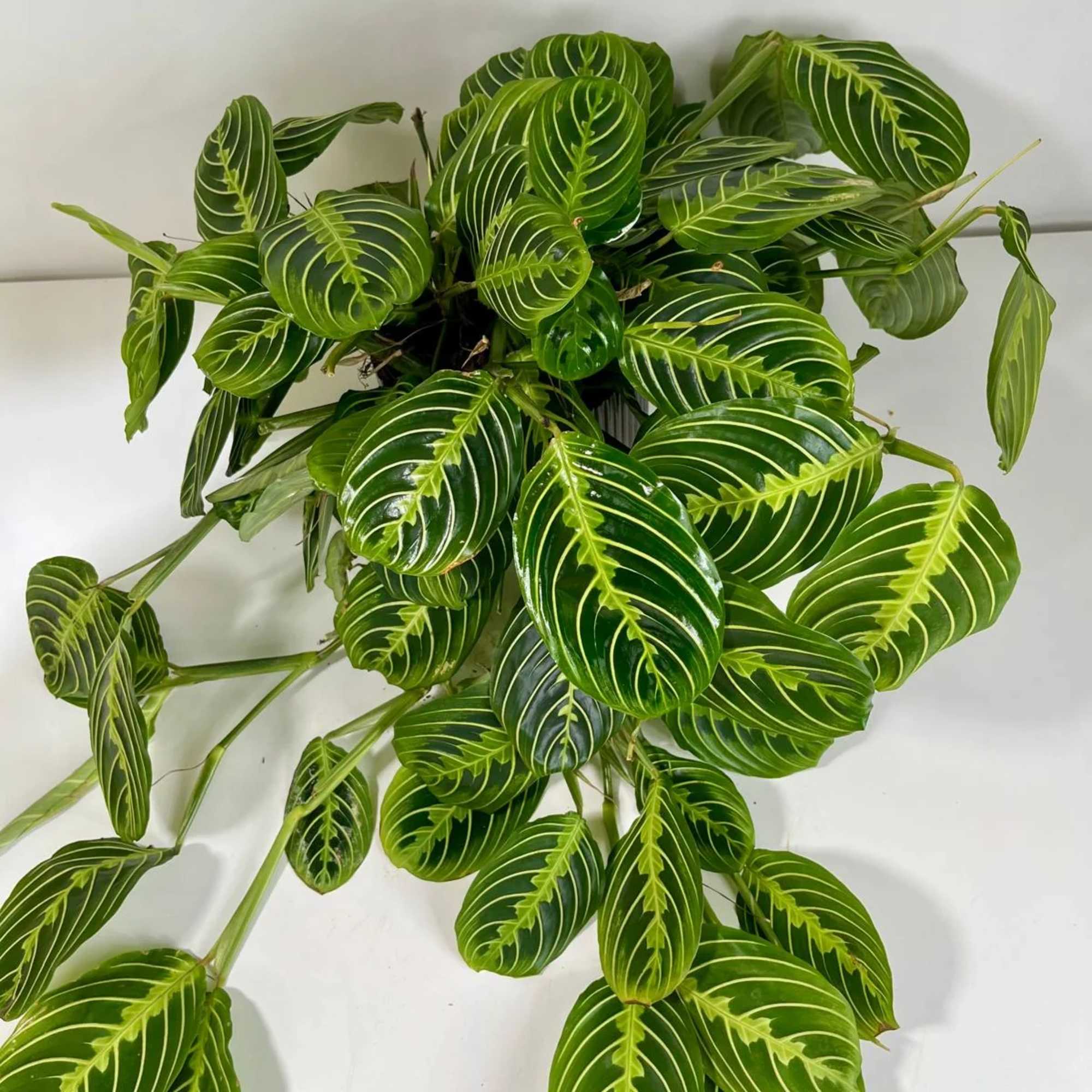 Potted plant with oval green leaves marked by bright white veins