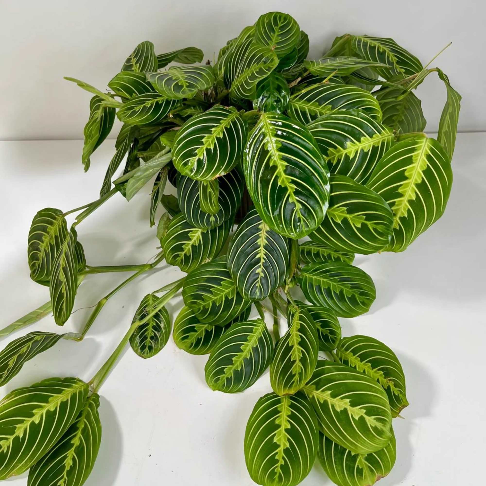 Potted prayer plant with dark green striped leaves