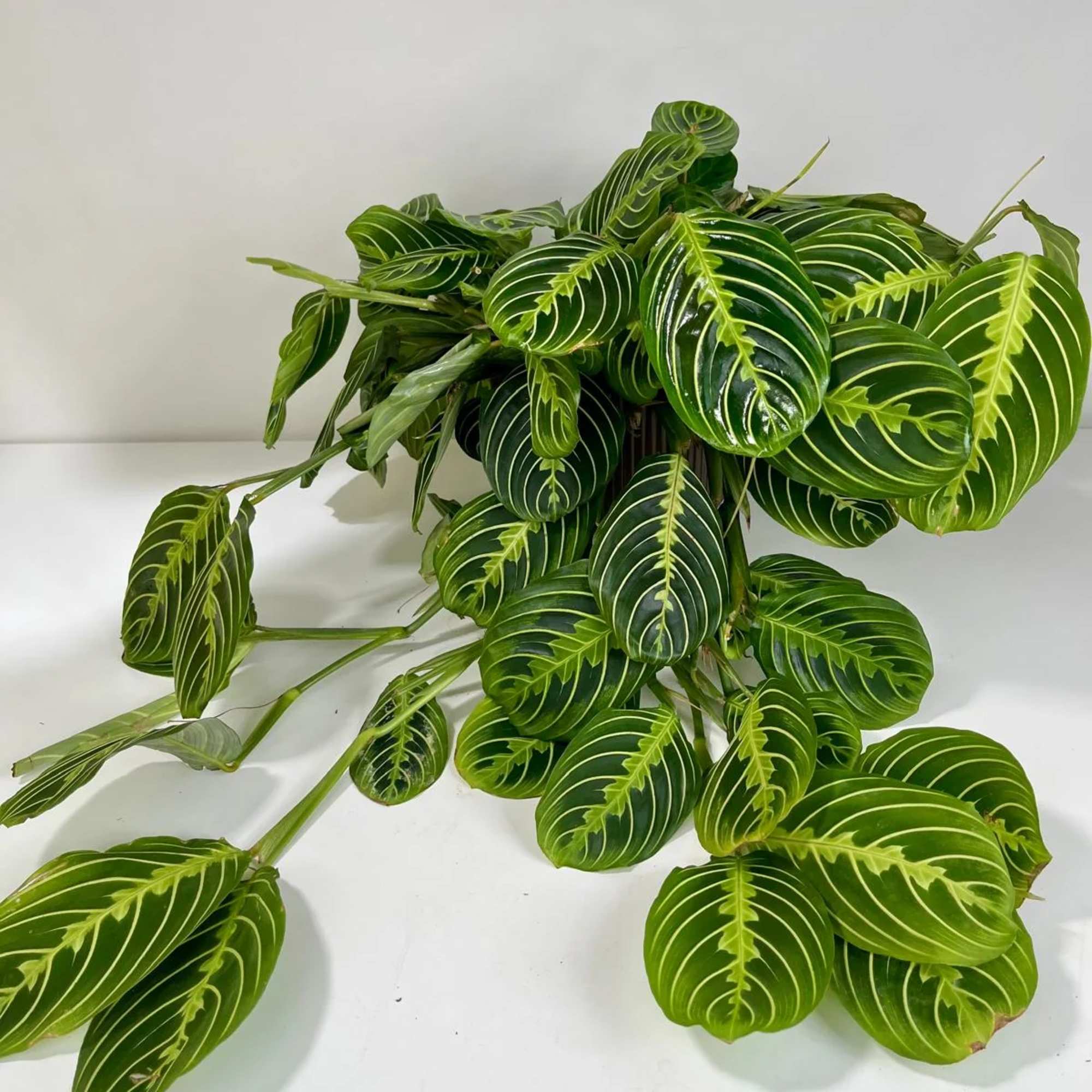 Potted plant with glossy green striped leaves on a white surface