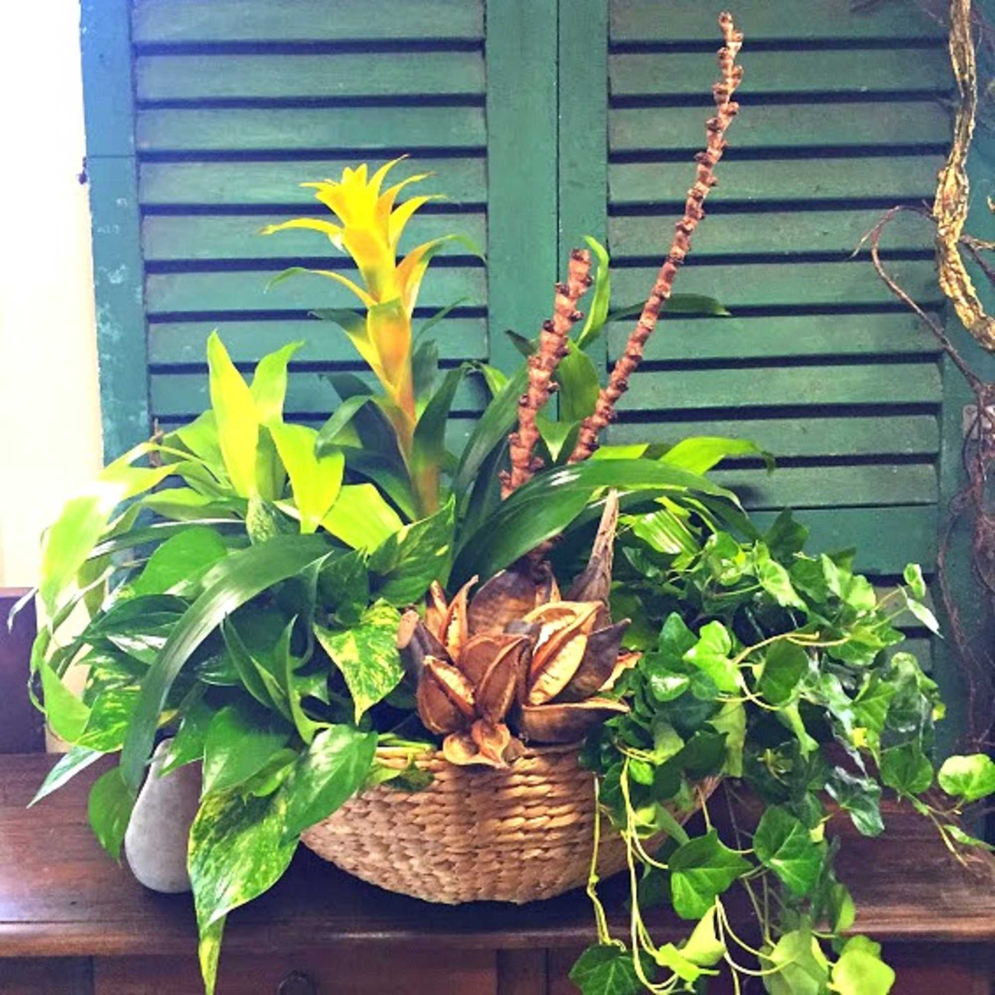 A Vibrant Oasis of Lush Foliage and Color
Introducing the "Exotic Garden," a, photo 3 of 3