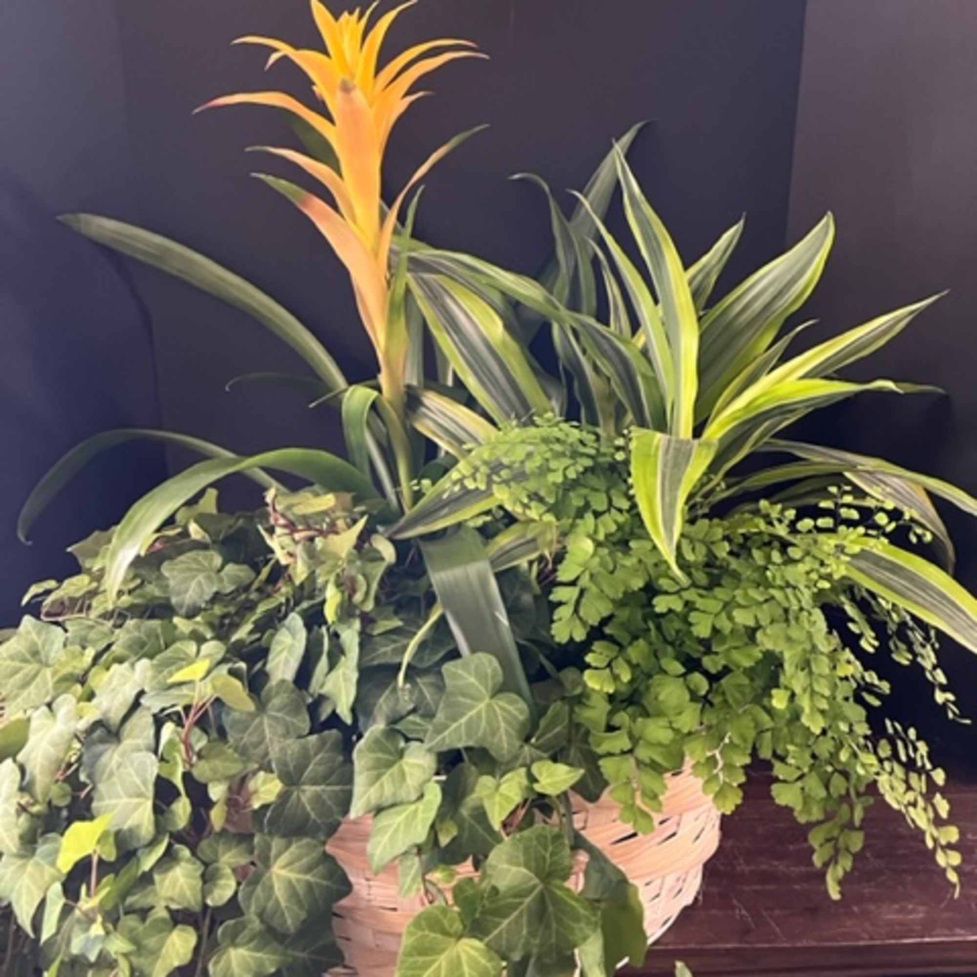 A Vibrant Oasis of Lush Foliage and Color
Introducing the "Exotic Garden," a, photo 2 of 3