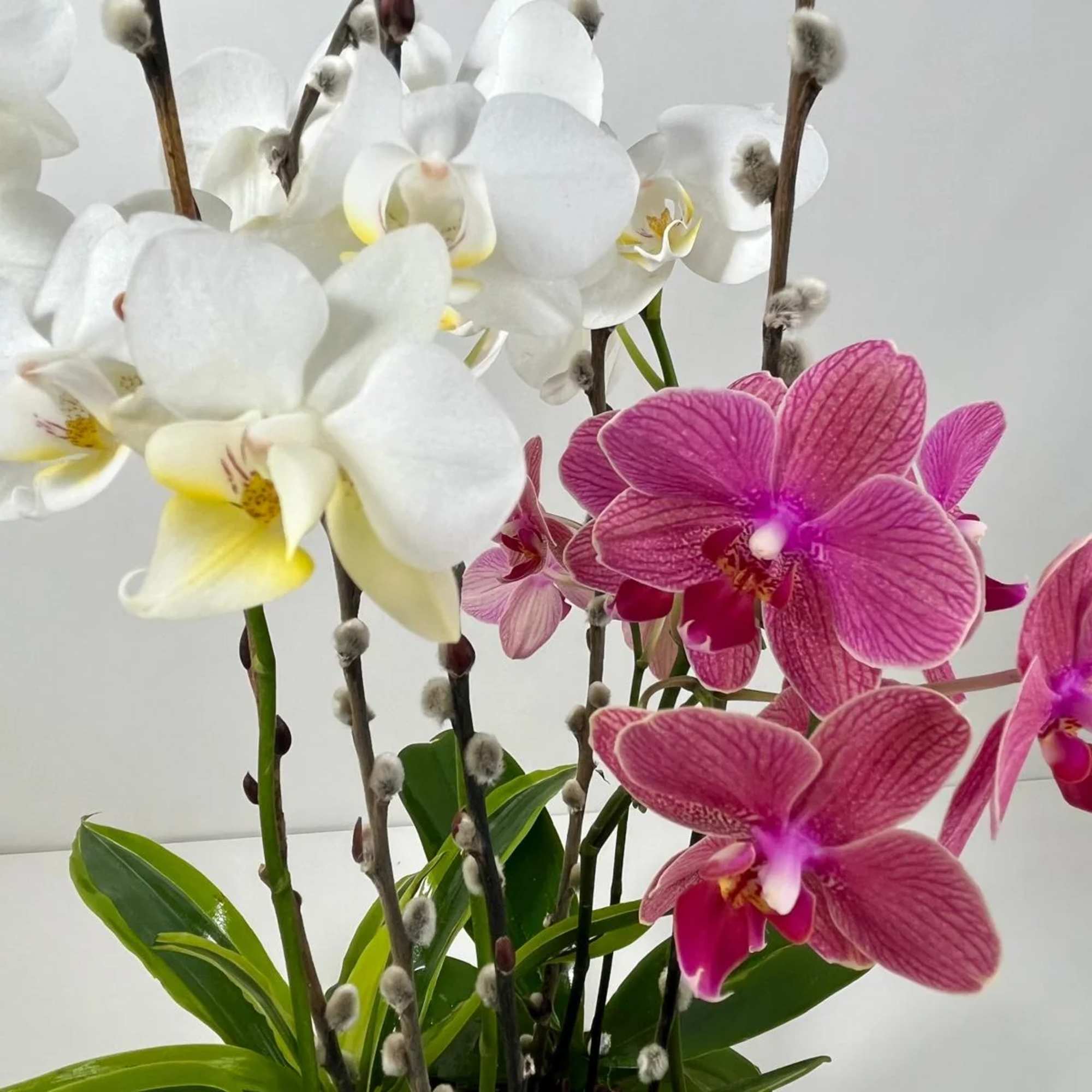 White and pink orchids in a pot with tall pussy willow branches