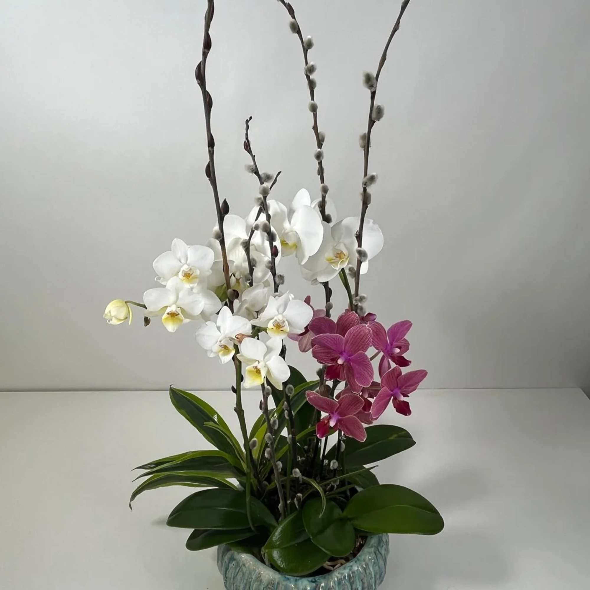 White and pink orchids in a blue ceramic pot