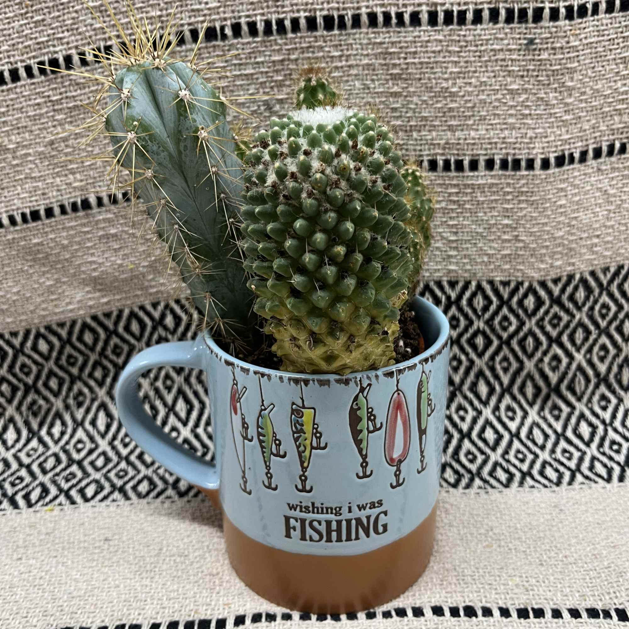 Two small cacti in a light blue mug with fishing graphics