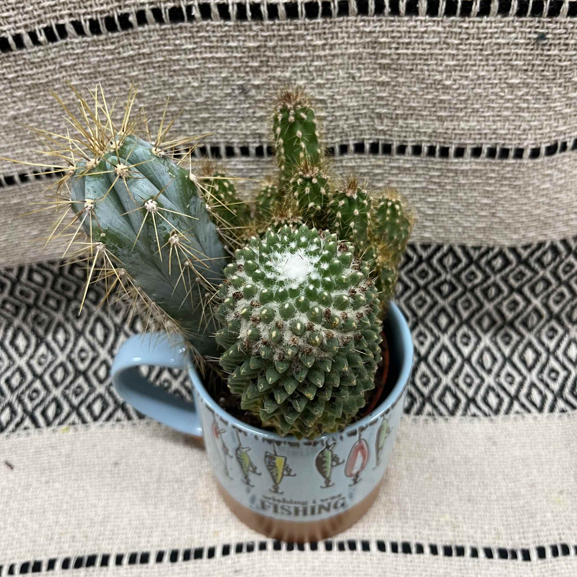 Small cactus arrangement in a blue mug