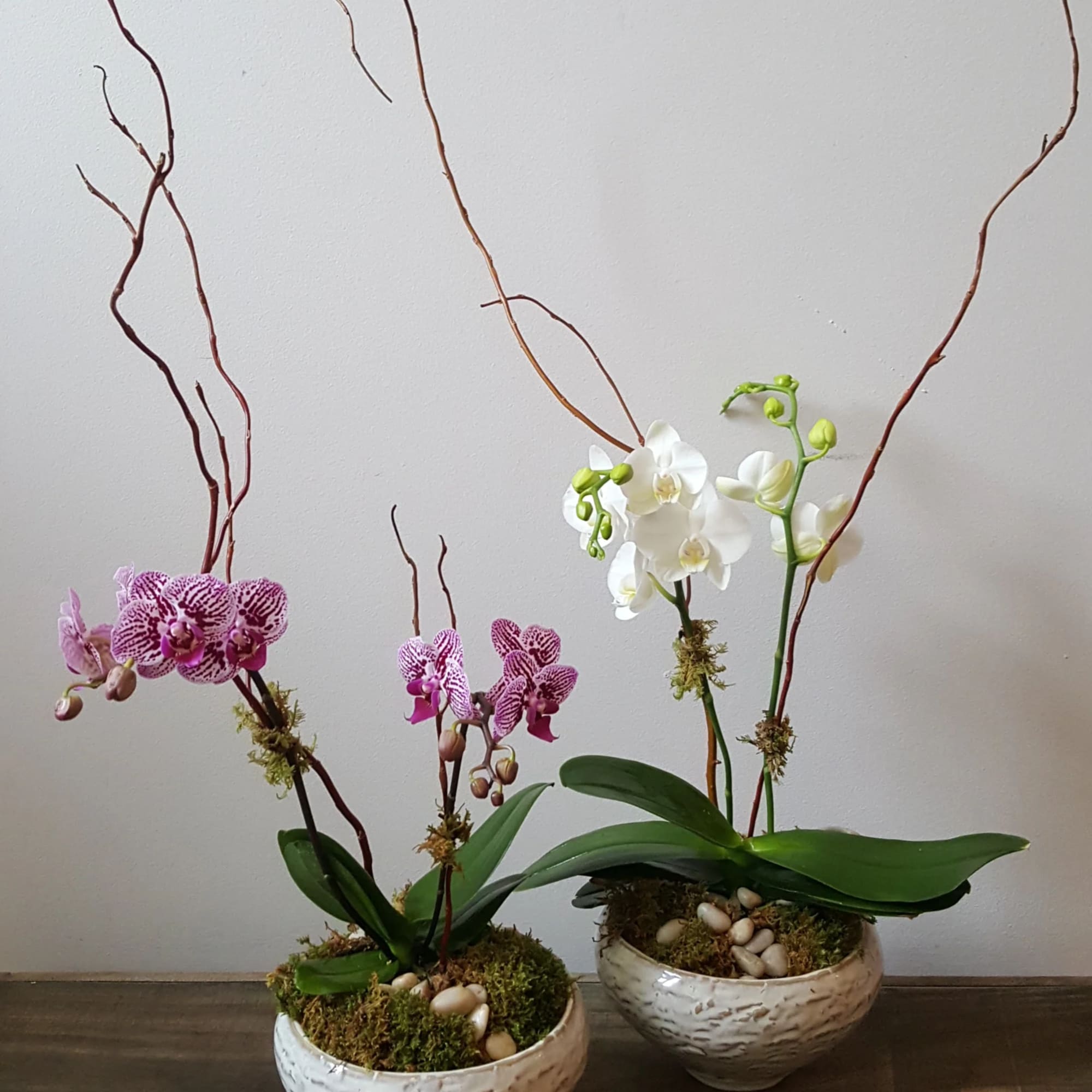 Two potted orchid arrangements with tall curly branches