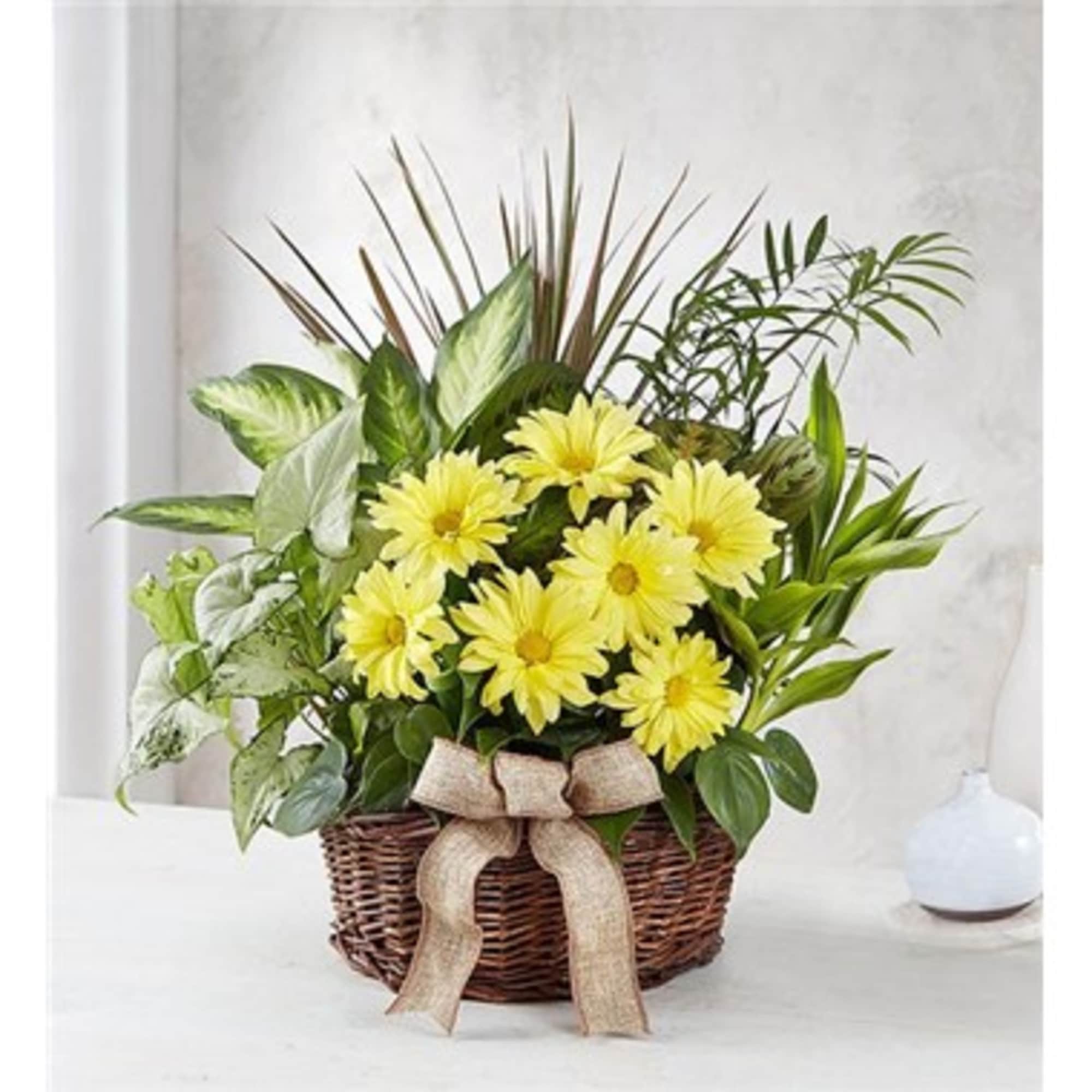 Yellow daisies in a wicker basket with a burlap bow