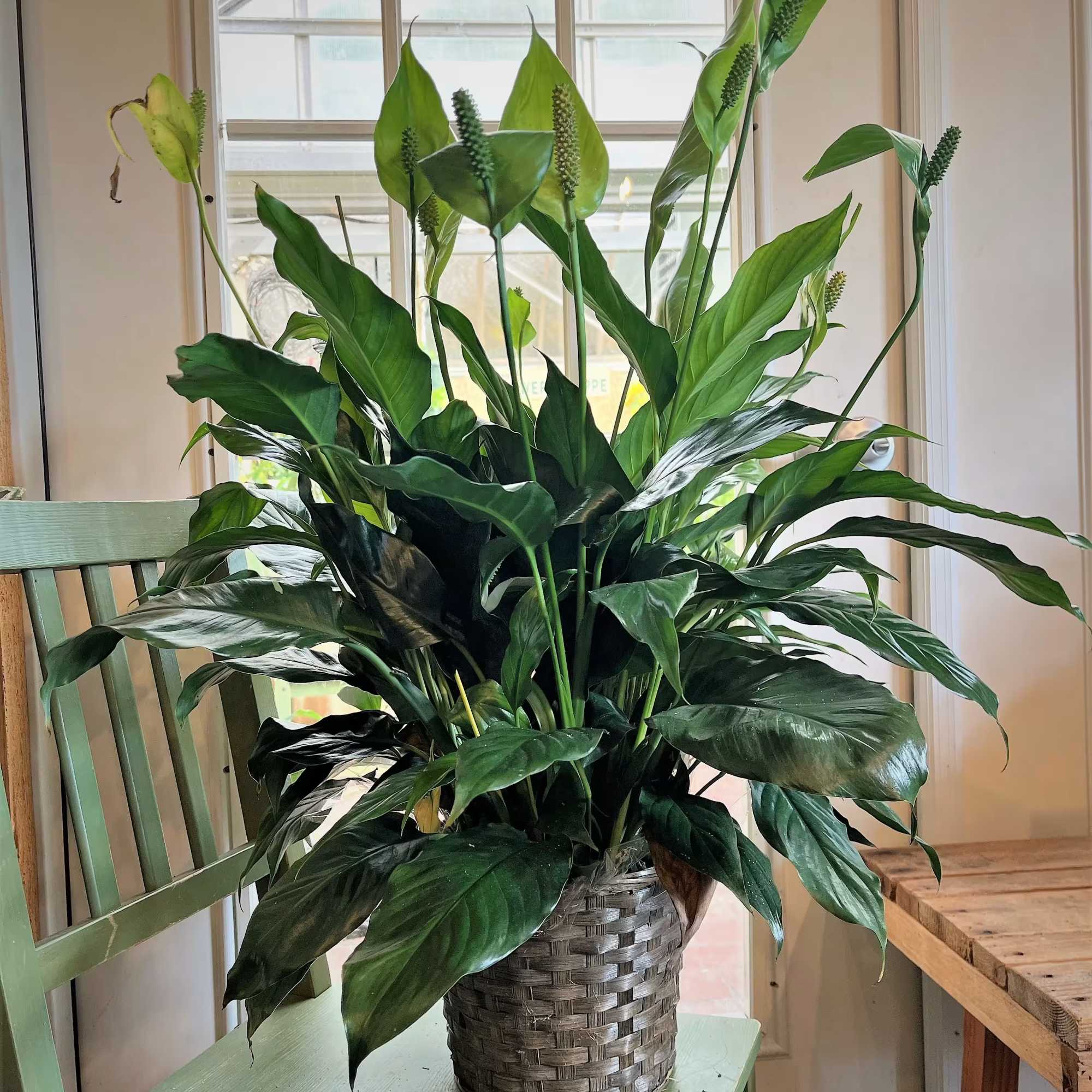 Large peace lily houseplant in a woven basket on a green chair indoors.