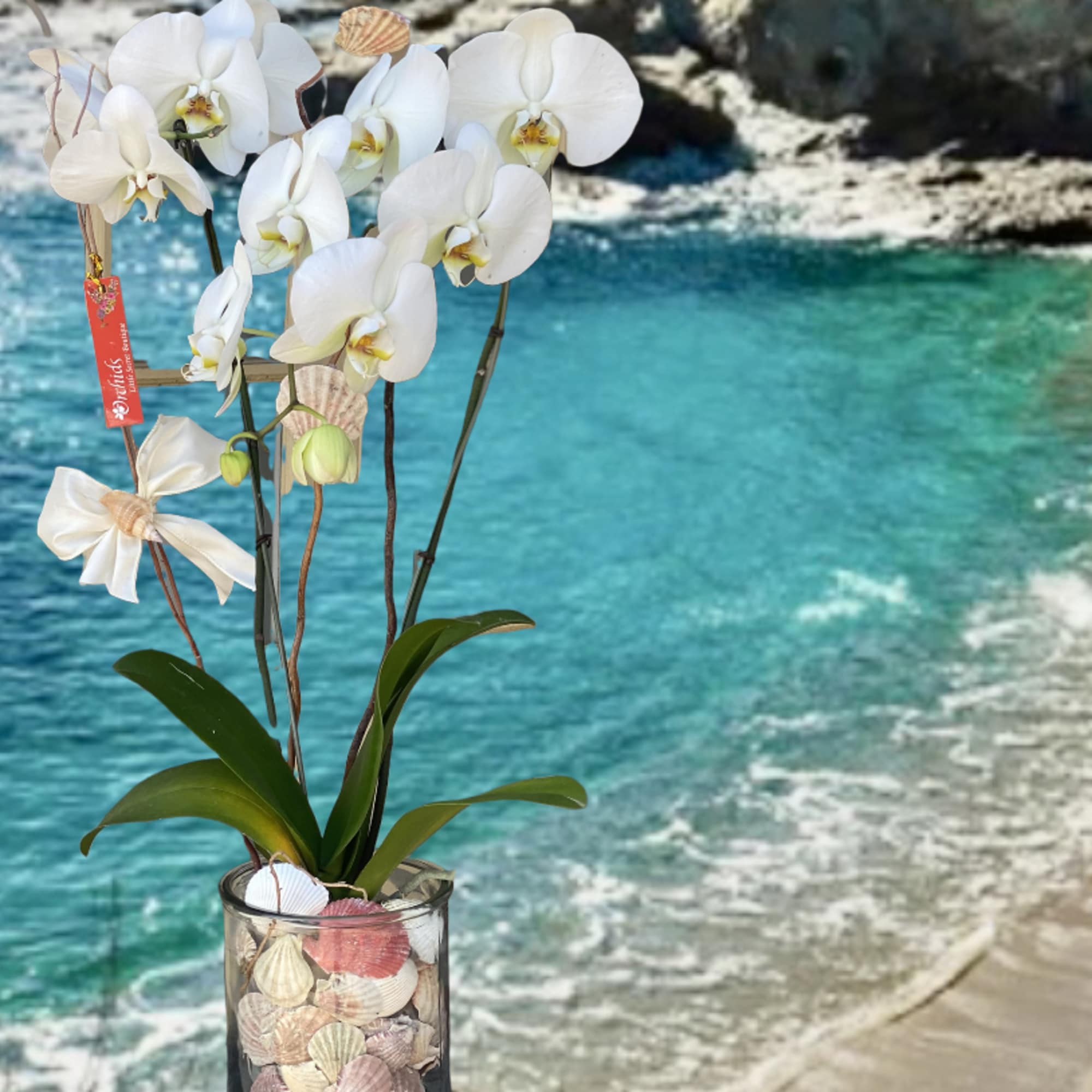 White orchid arrangement in a glass vase filled with seashells