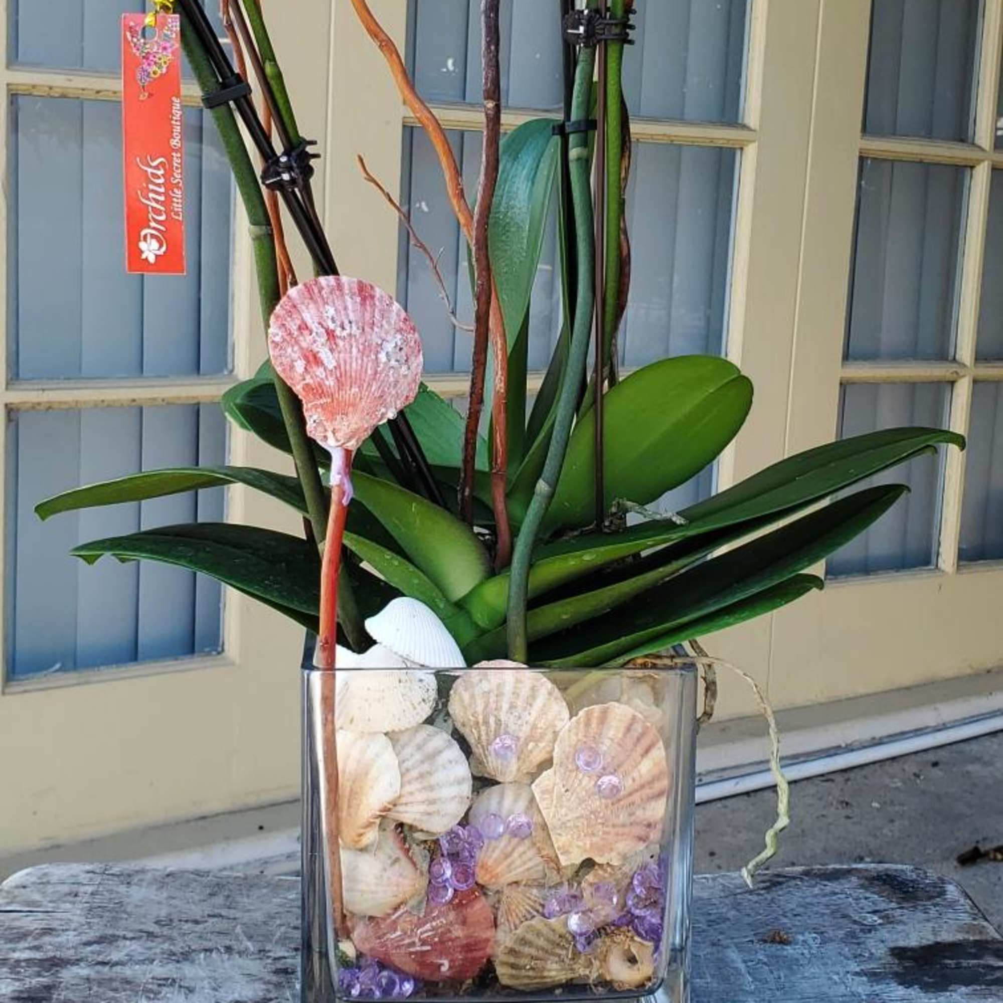 Orchid plant in a glass vase with seashells and purple accents