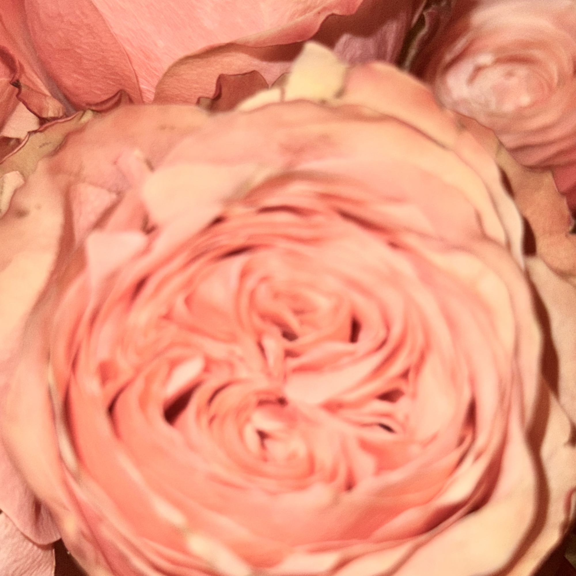 Close-up of pink roses with layered petals