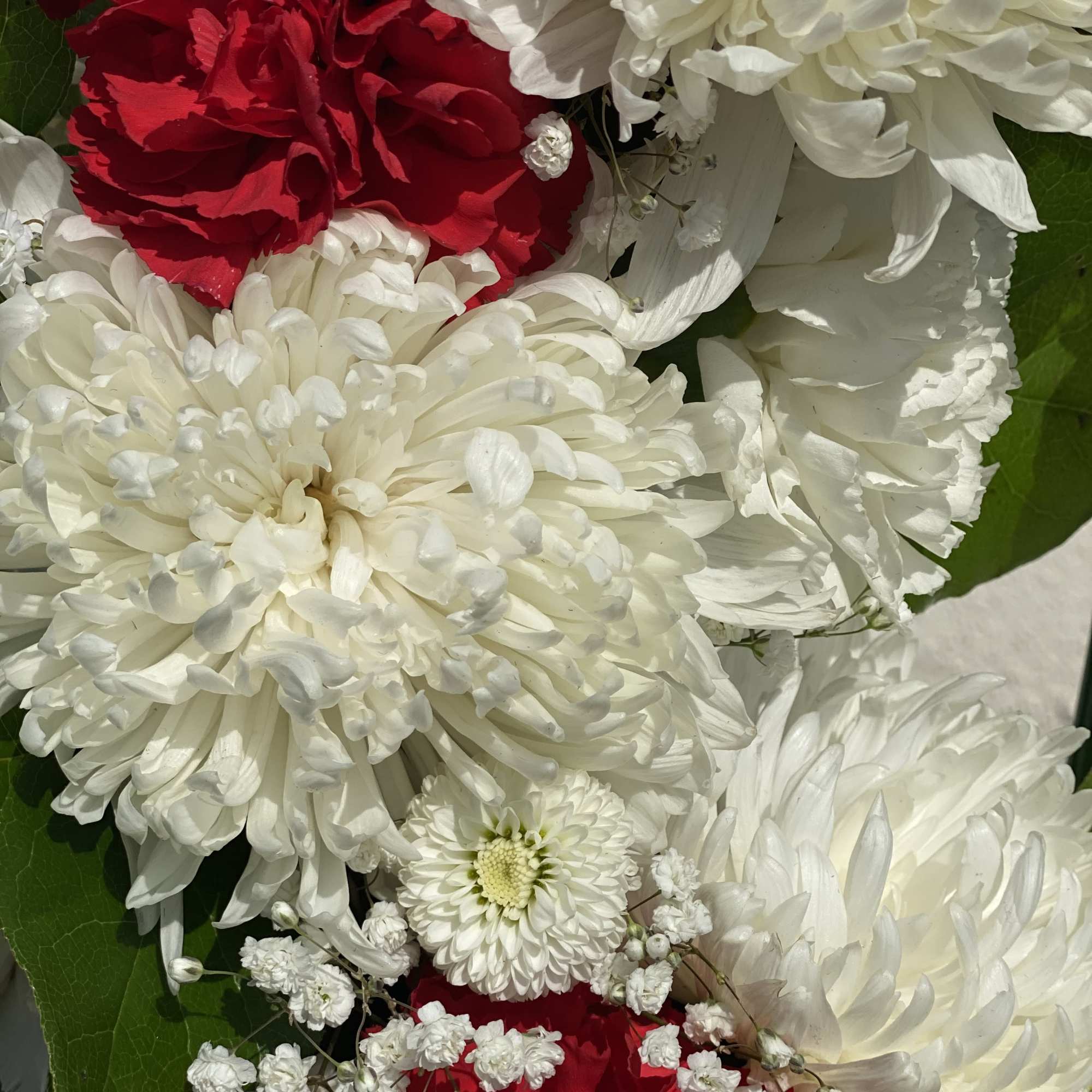 Red and white chrysanthemum bouquet with baby's breath