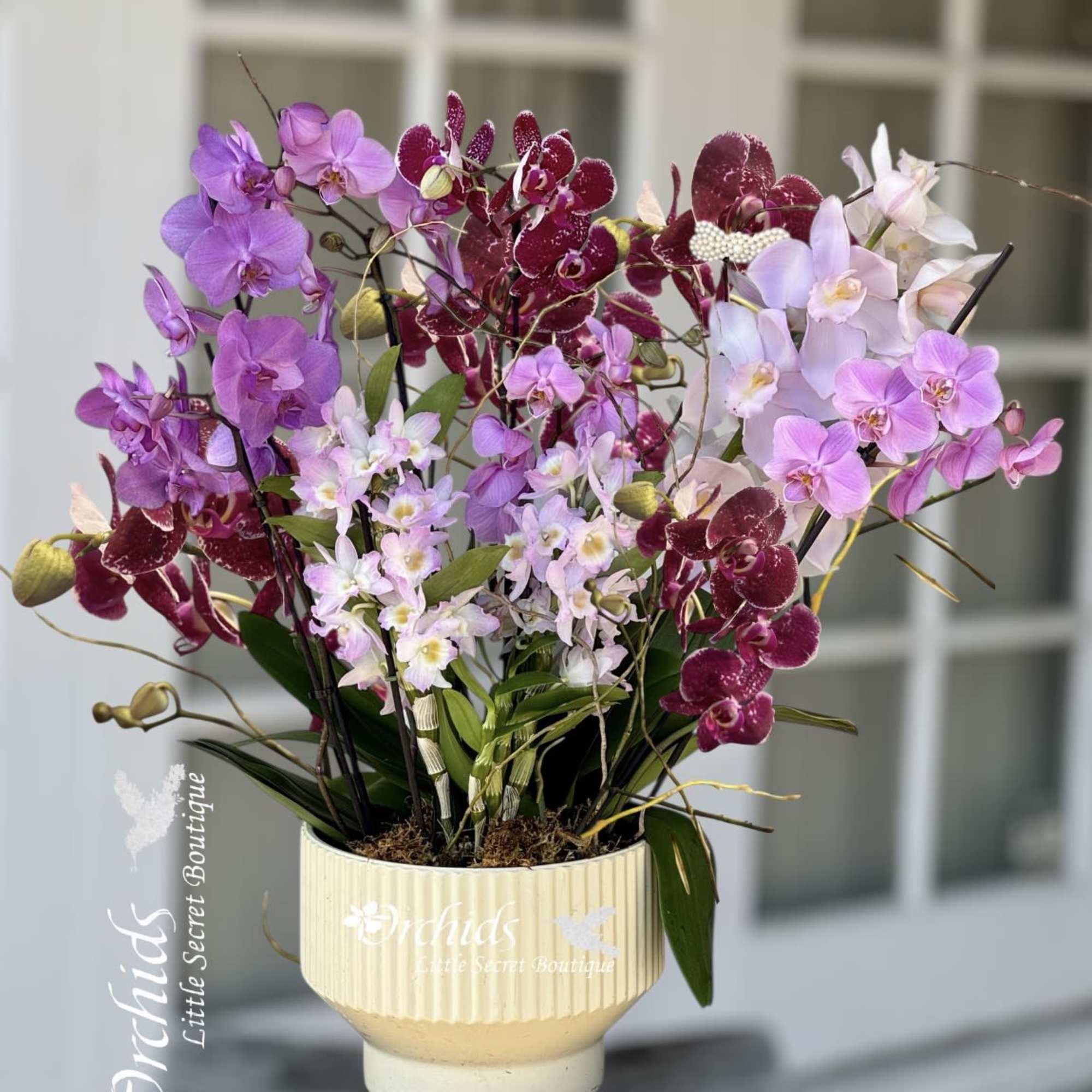 Mixed orchids in a cream ceramic pot