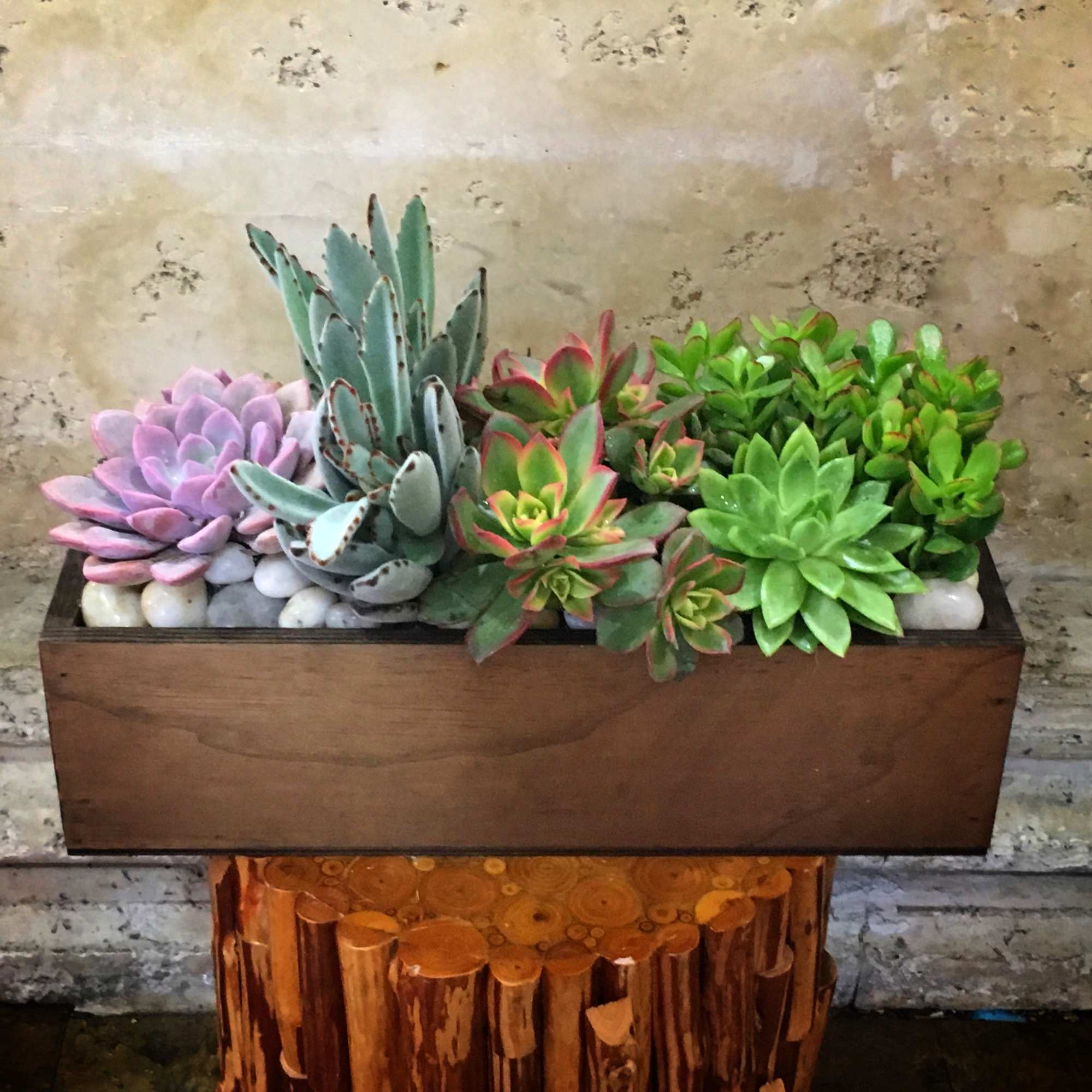 Different types of Succulents in wood box. Size (16" W X 5", photo 2 of 2