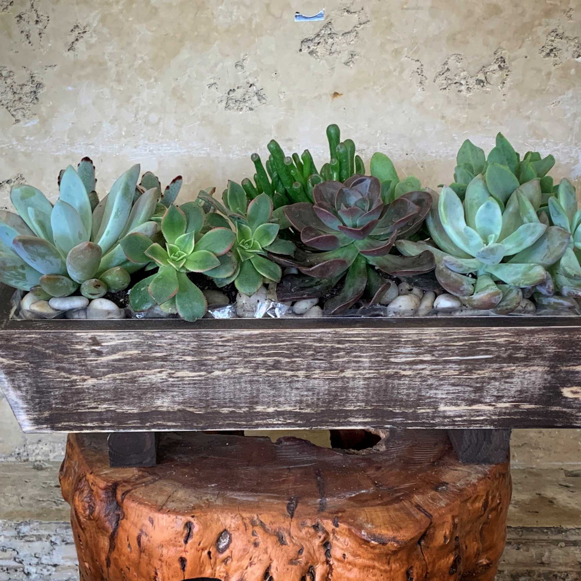 Different types of Succulents in wood box. Size (16" W X 5"