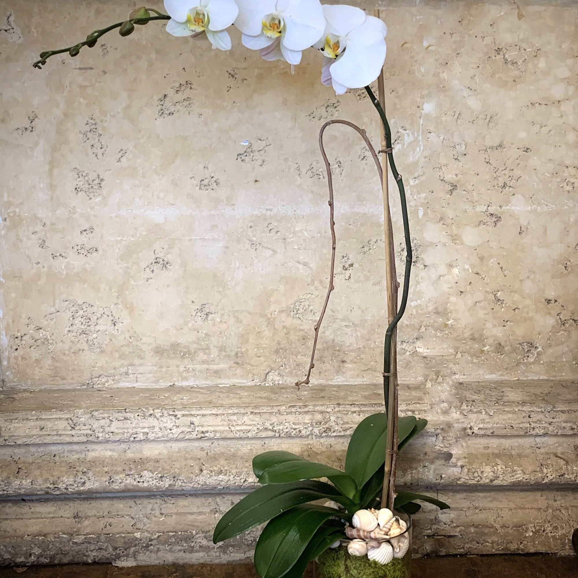 White orchid plant in a glass pot with shells